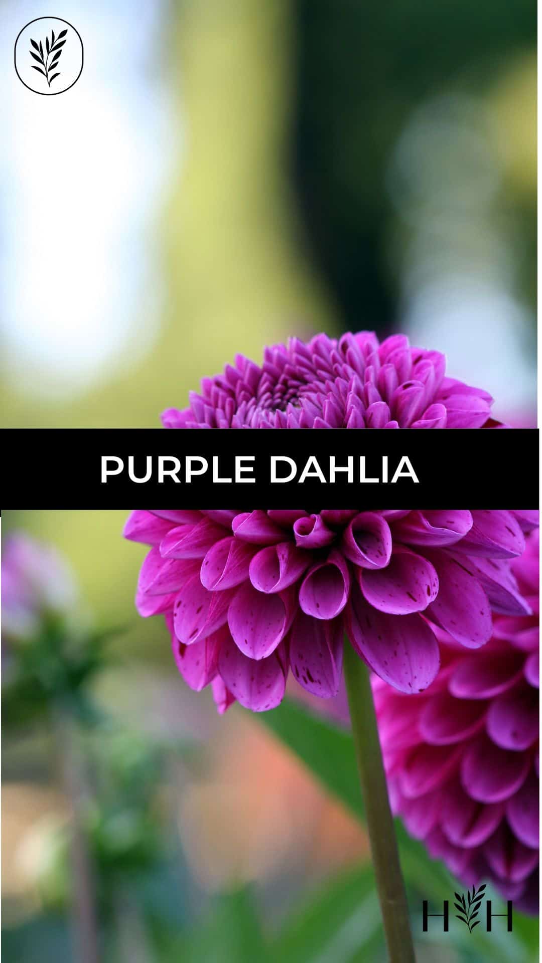 Purple dahlia via @home4theharvest