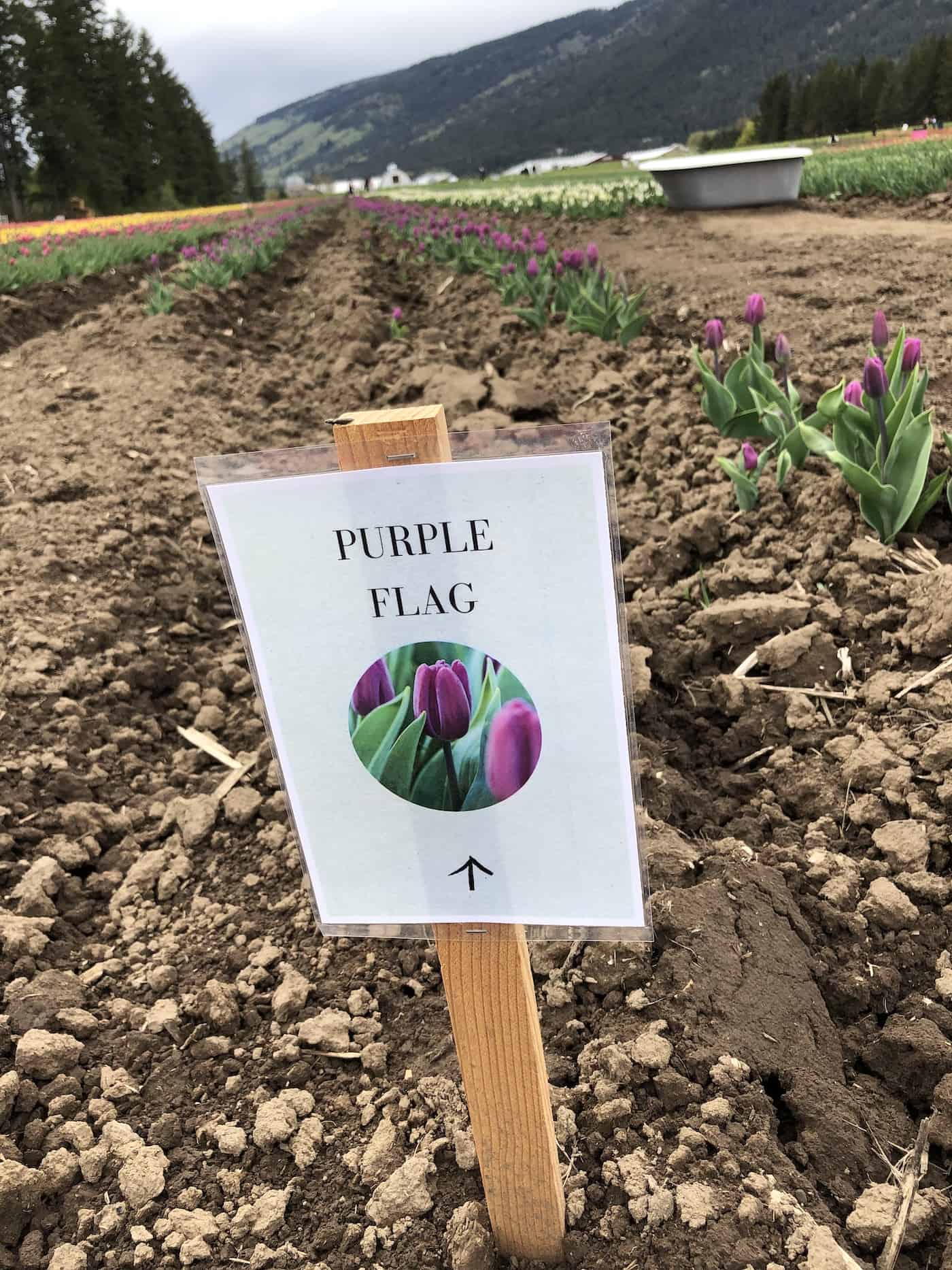Purple flag tulips