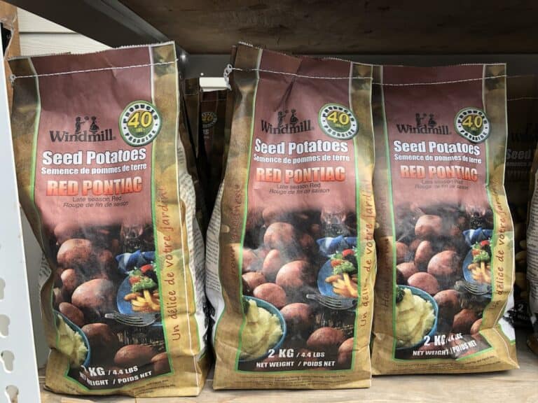 Red pontiac potatoes: Planting, growing, harvesting, & recipes