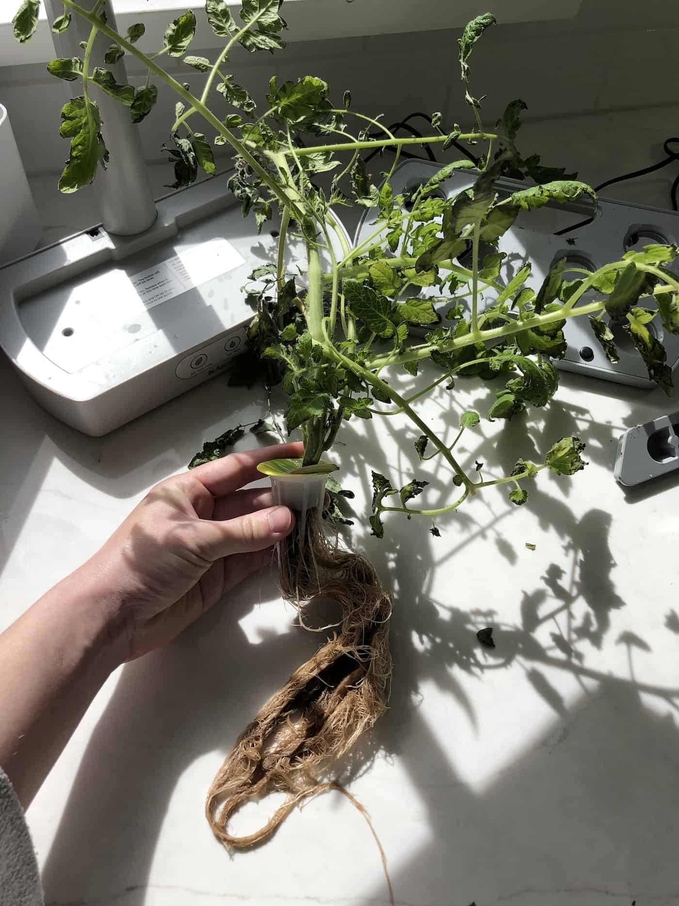 roots of tomato plant that was growing in aerogarden harvest
