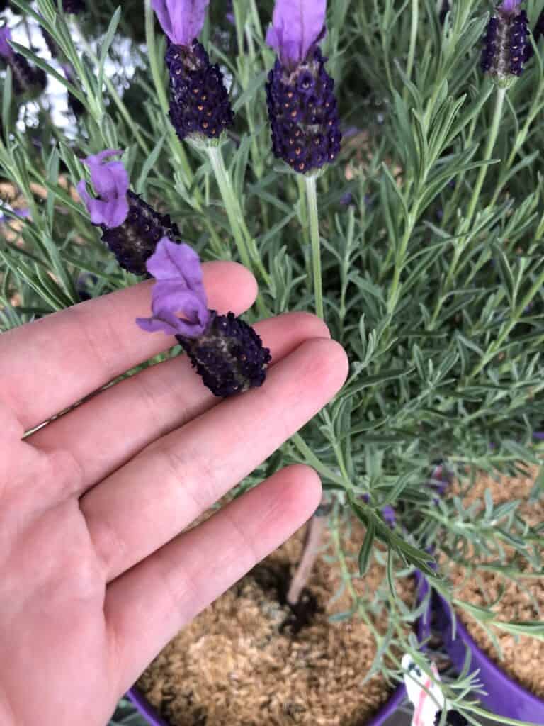 Lavender tree guide 🌲 🌸 Varieties, care, and tips for healthy plants