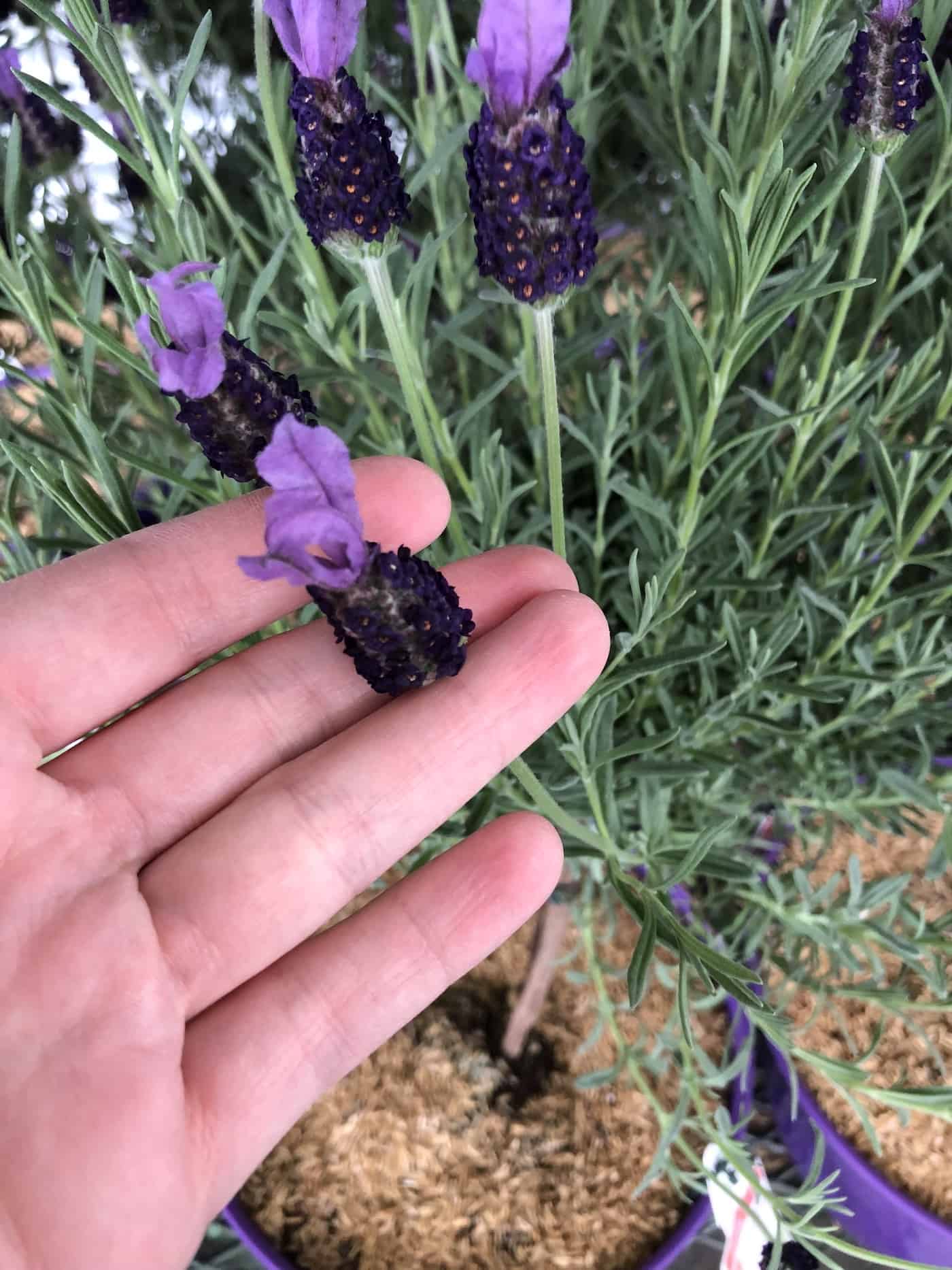 spanish lavender flower on lavender tree