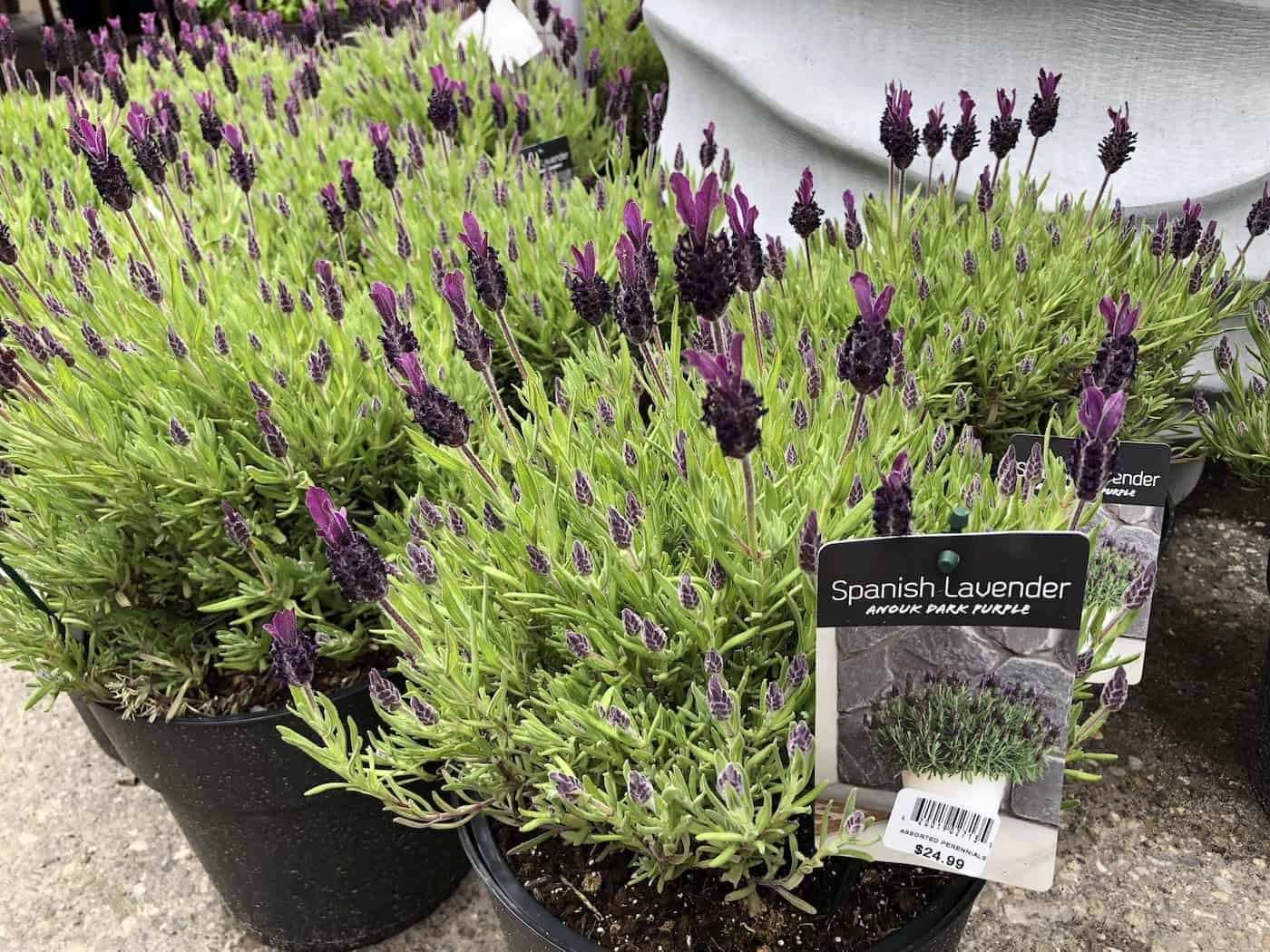 Spanish lavender plant - anouk dark purple