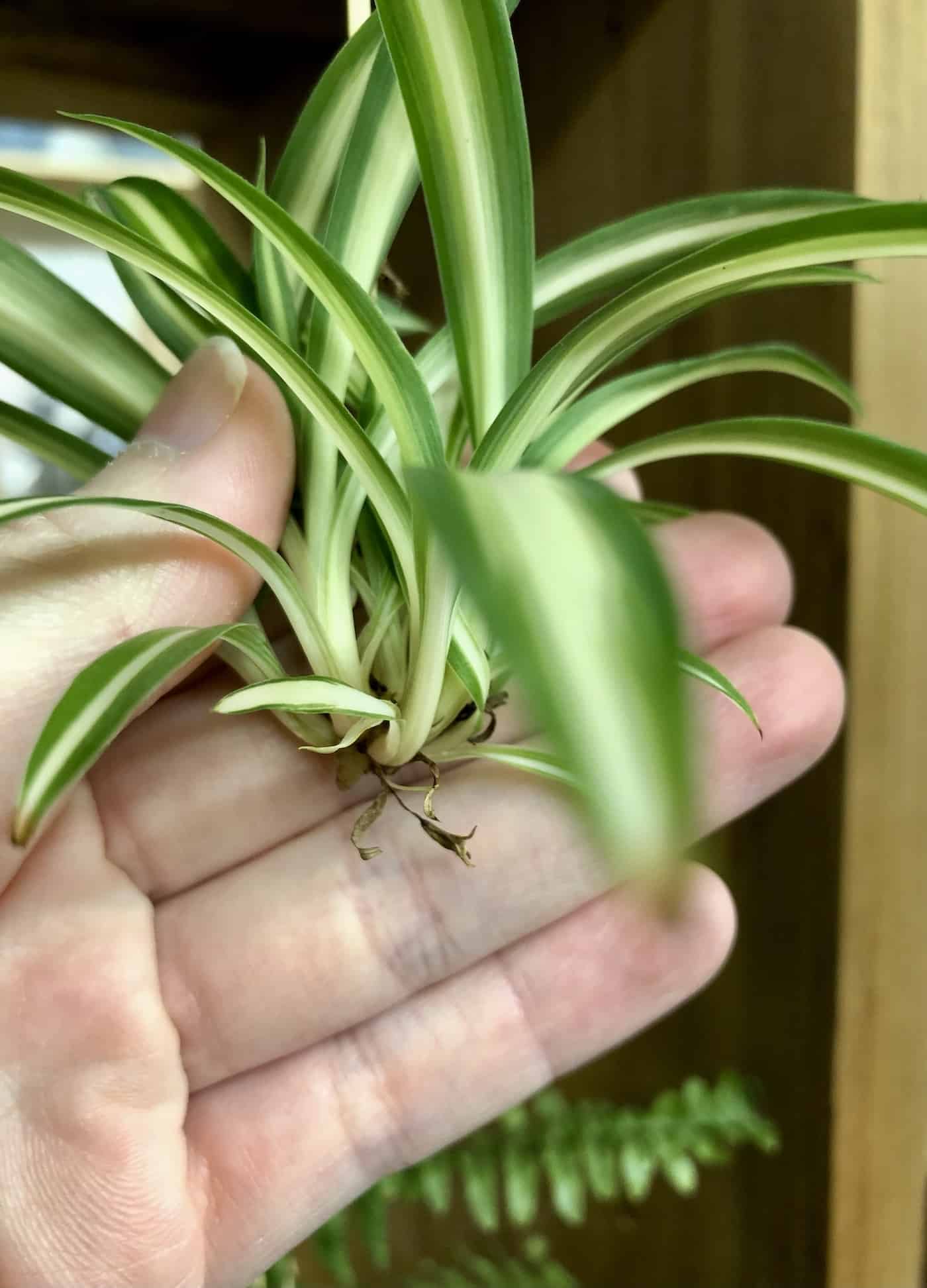 Spider plant offset - propagating from baby plants