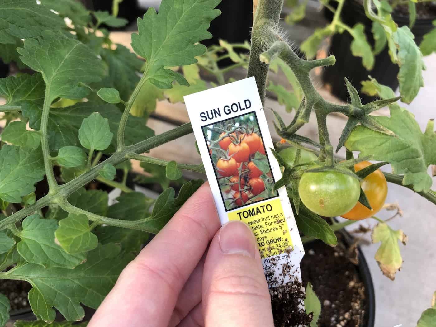 Sun gold tomato plant seedling