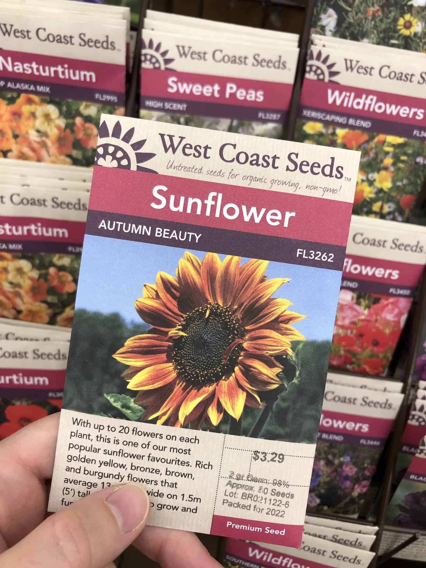 Sunflower seeds - autumn beauty