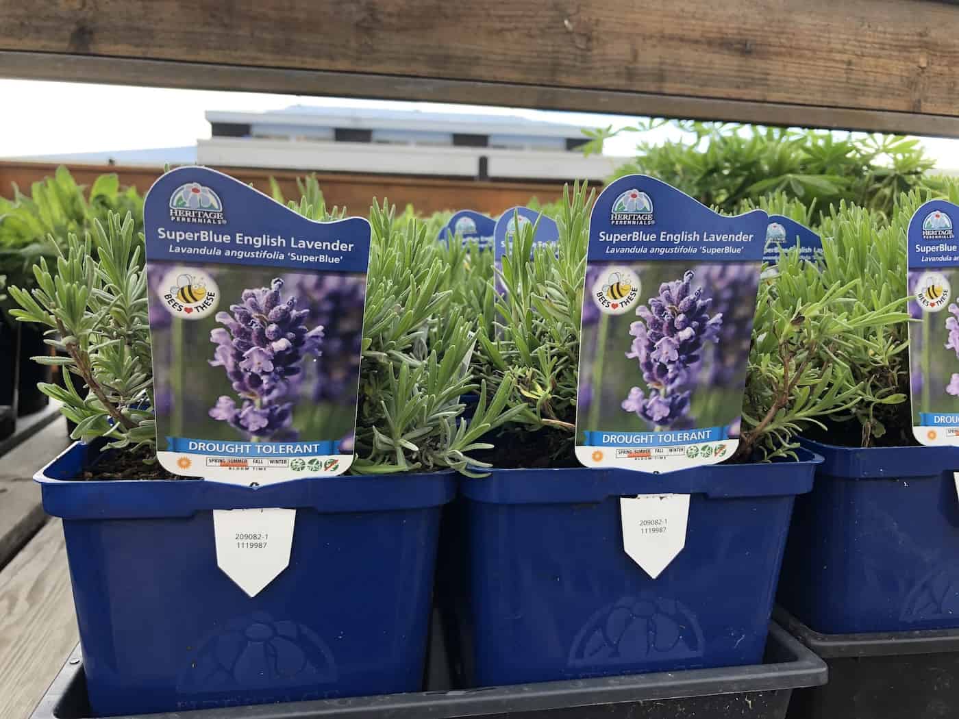 Superblue english lavender