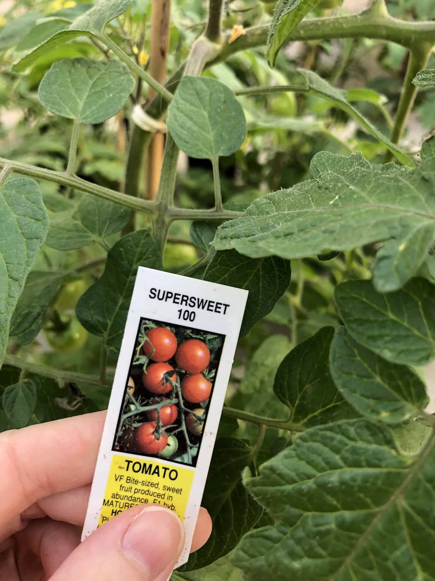 Supersweet 100 tomato plant