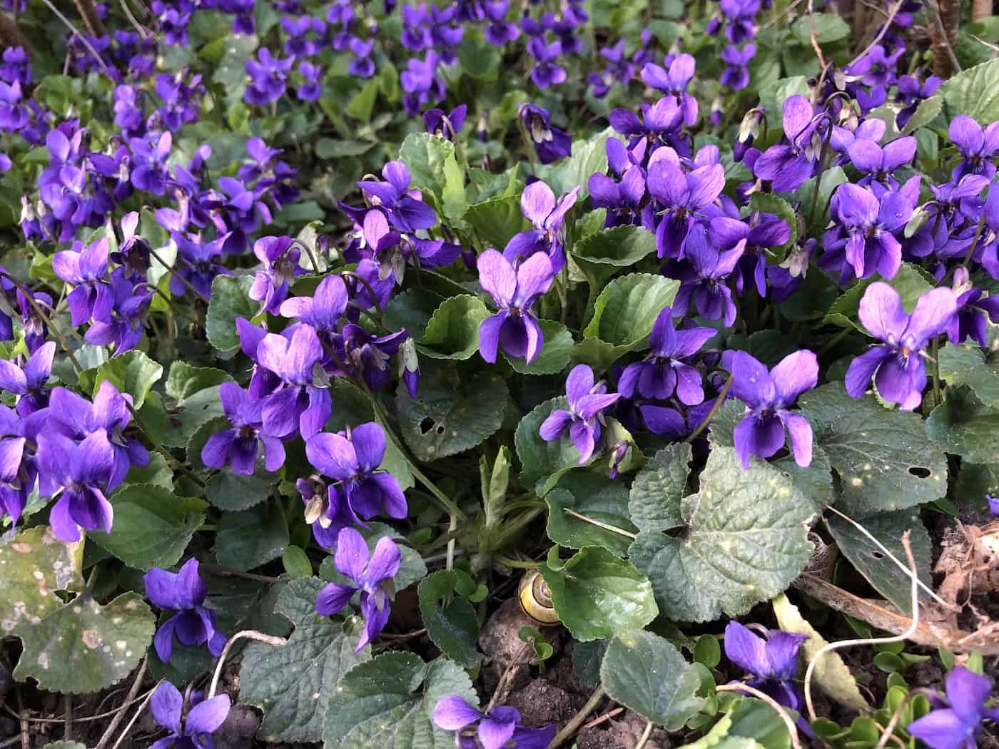 Sweet violet flowers
