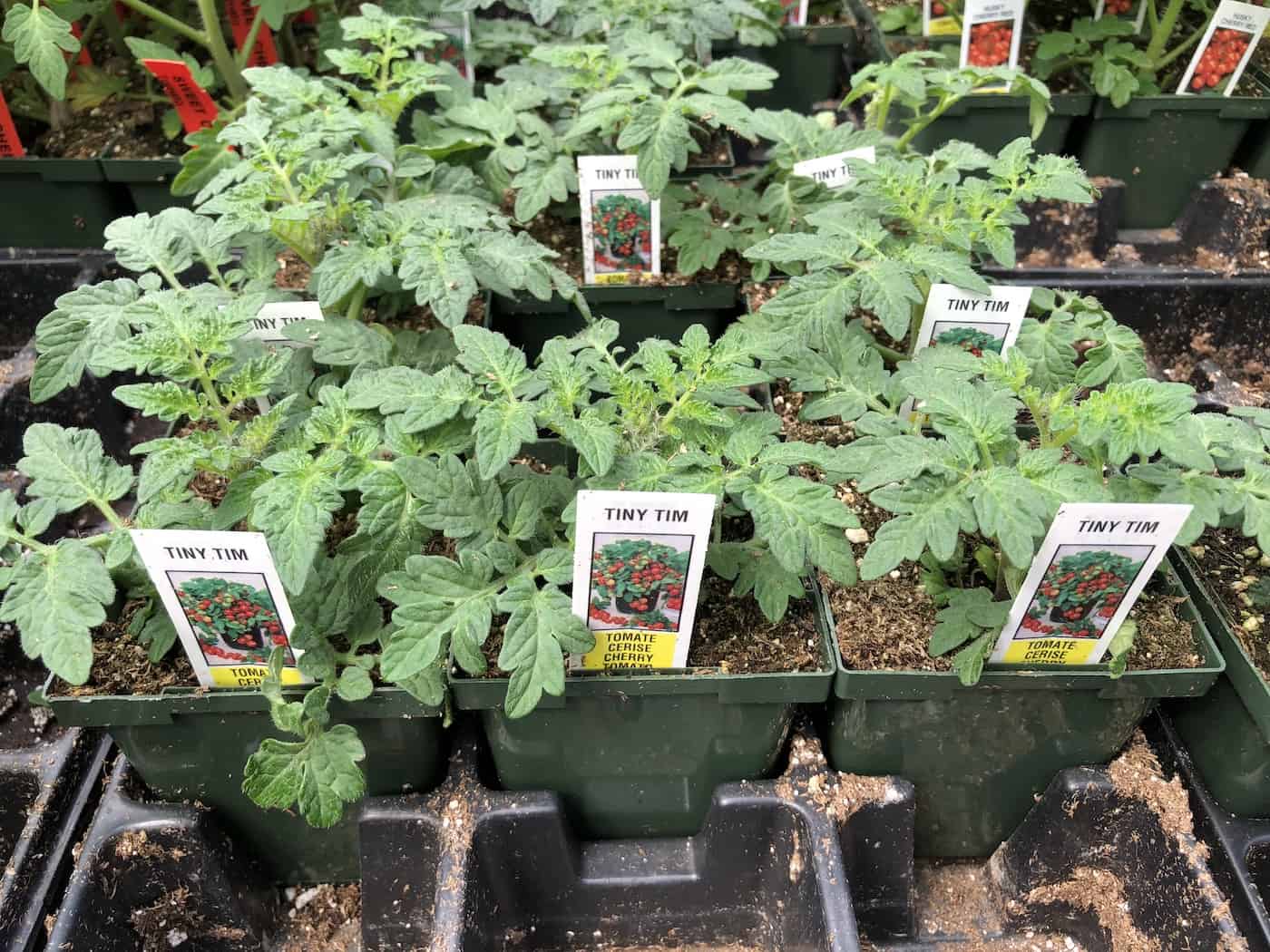 Tiny tim tomato plants