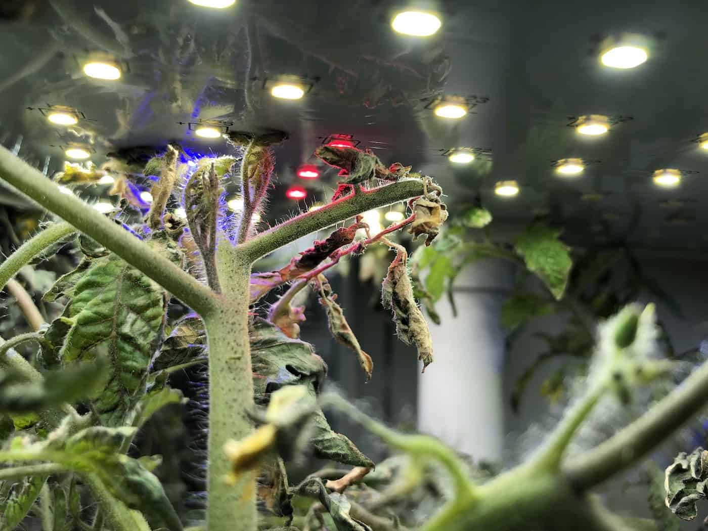 Tomato plant foliage touching led light plate in aerogarden inside