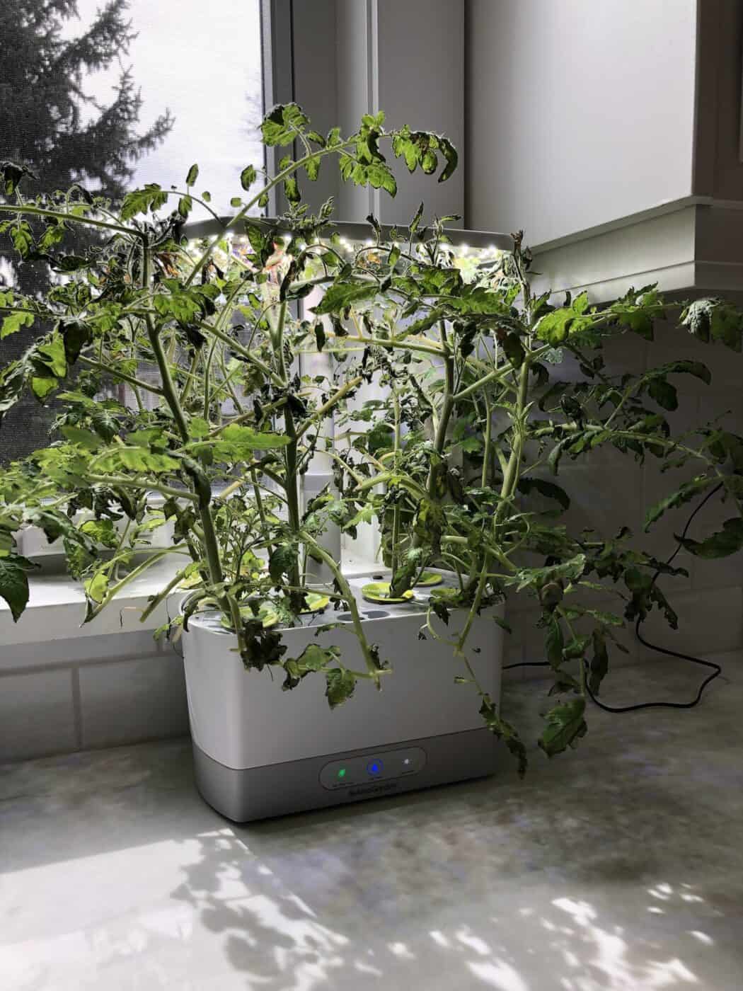AeroGarden tomatoes 🍅 🌱 Growing juicy tomatoes indoors yearround