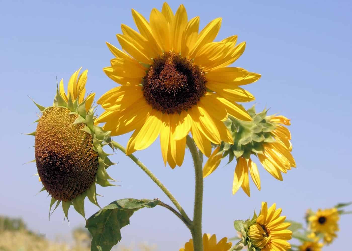 Types of sunflowers - branching multi headed sunflower