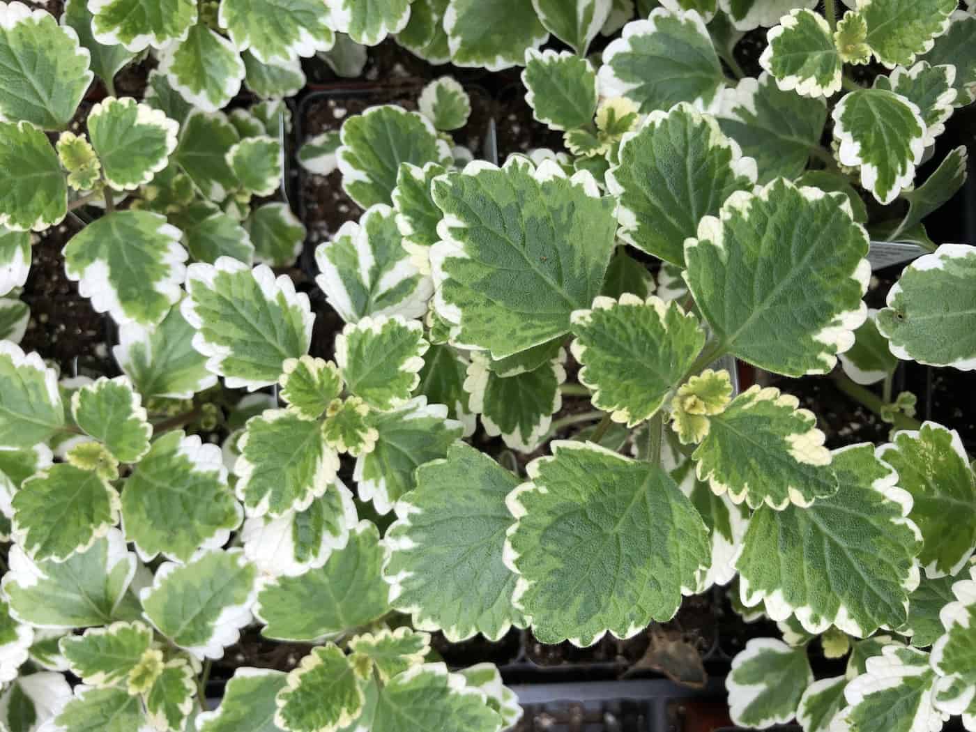 swedish ivy: plant care guide for plectranthus verticillatus