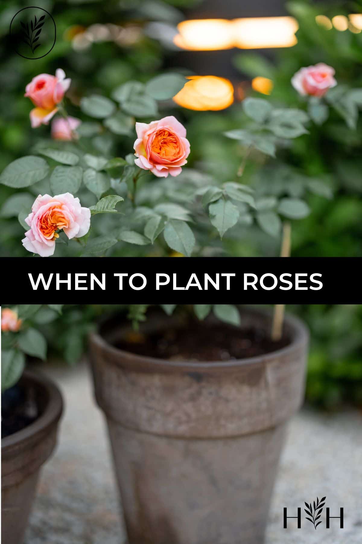 When to plant roses via @home4theharvest