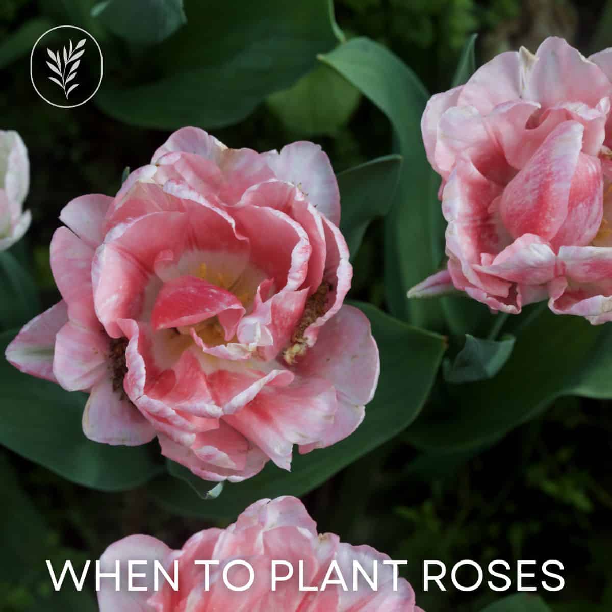When to plant roses via @home4theharvest