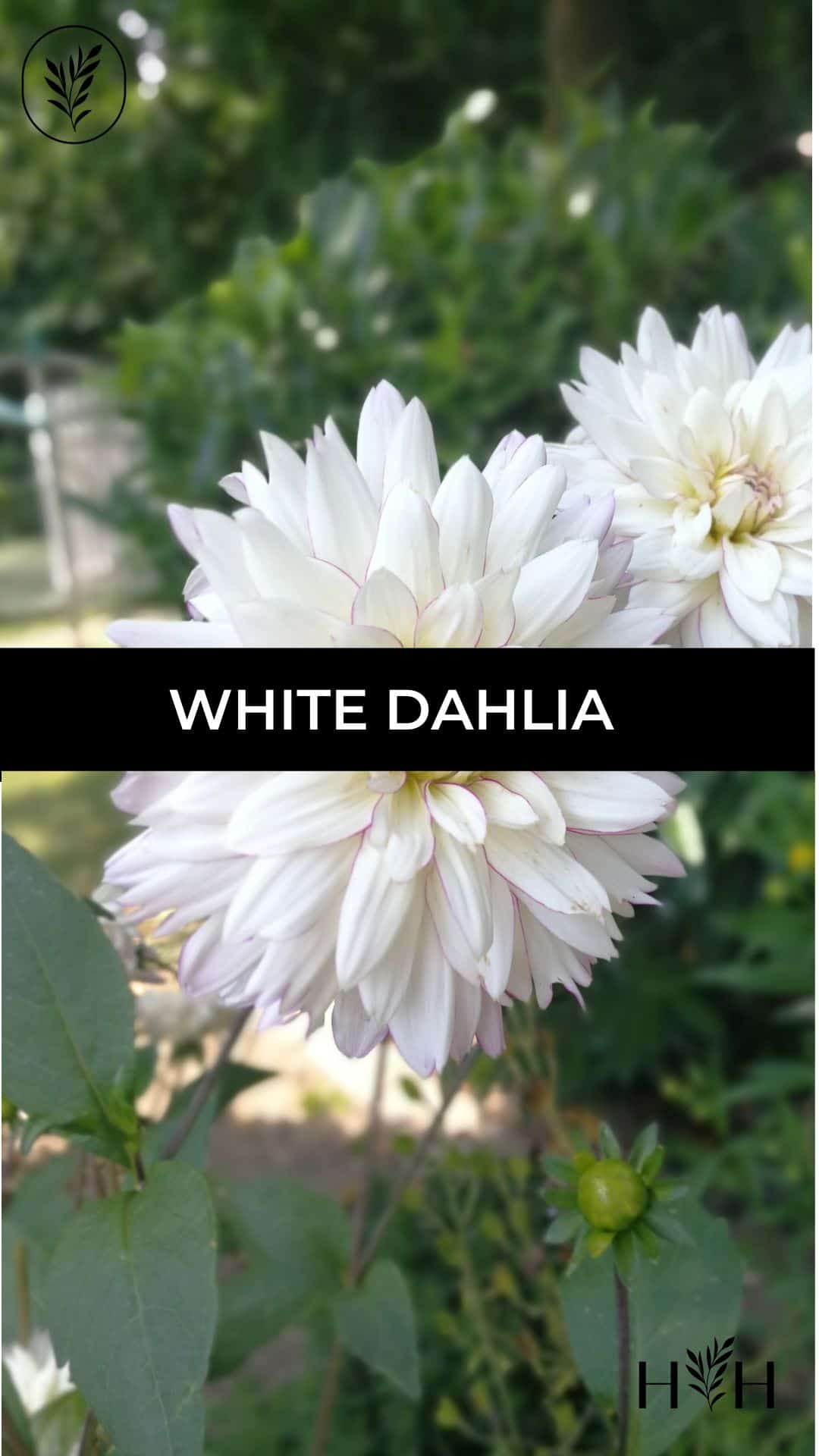 White dahlia via @home4theharvest