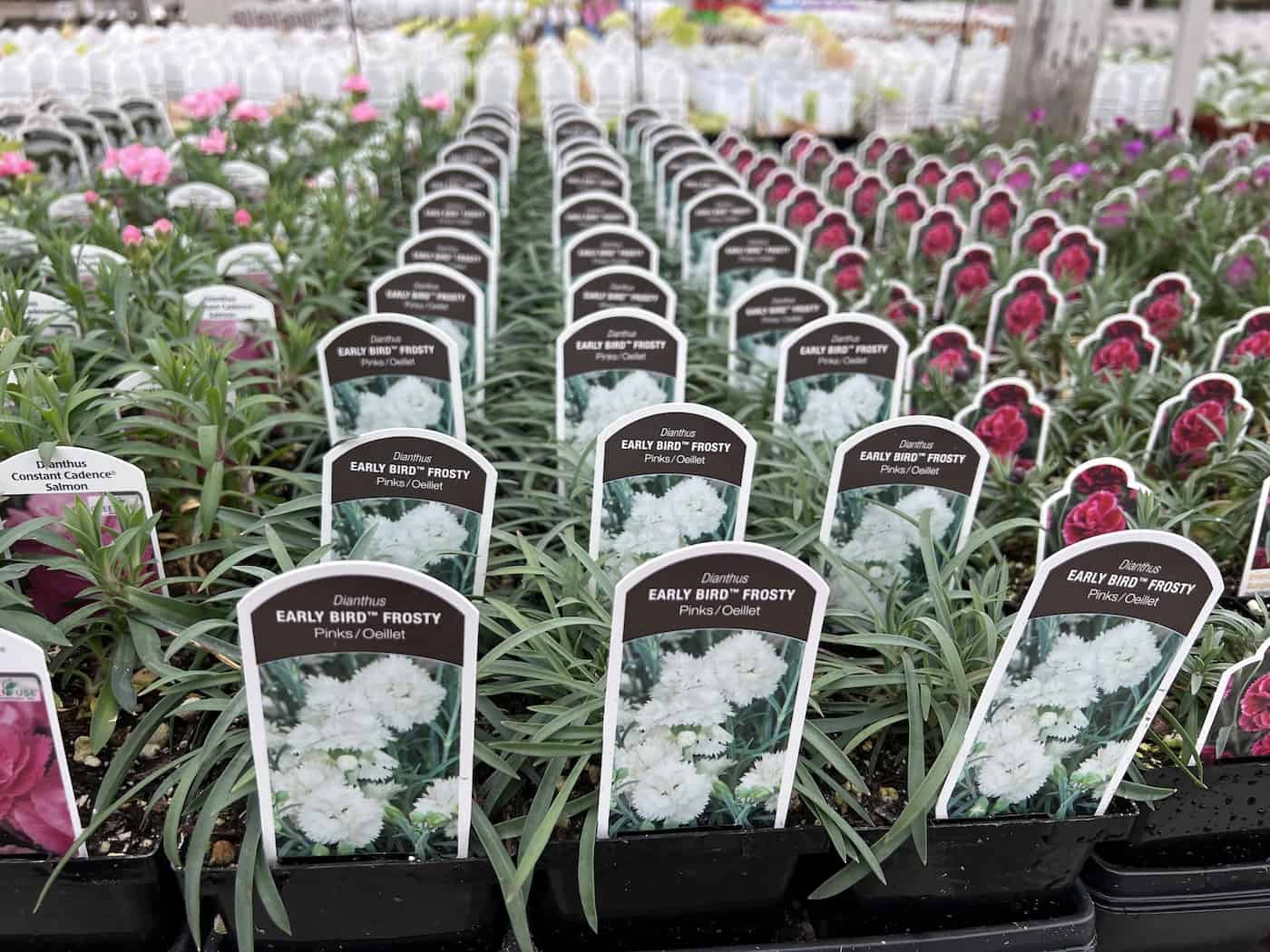 White dianthus plants