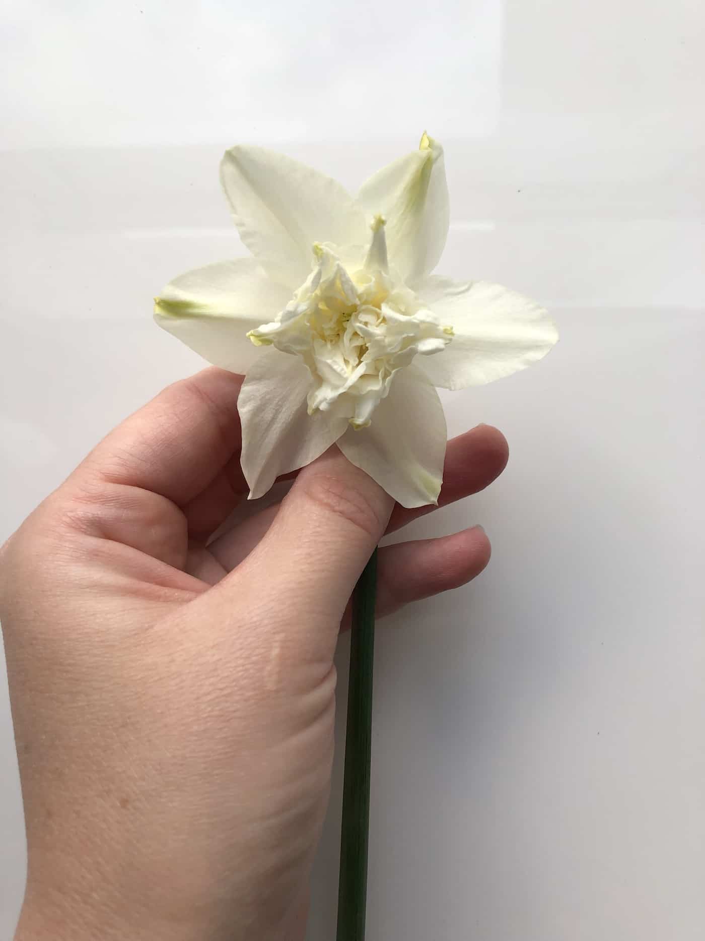 10 white daffodils 🌼 🌨 Explore the purity and elegance of these springtime blooms!