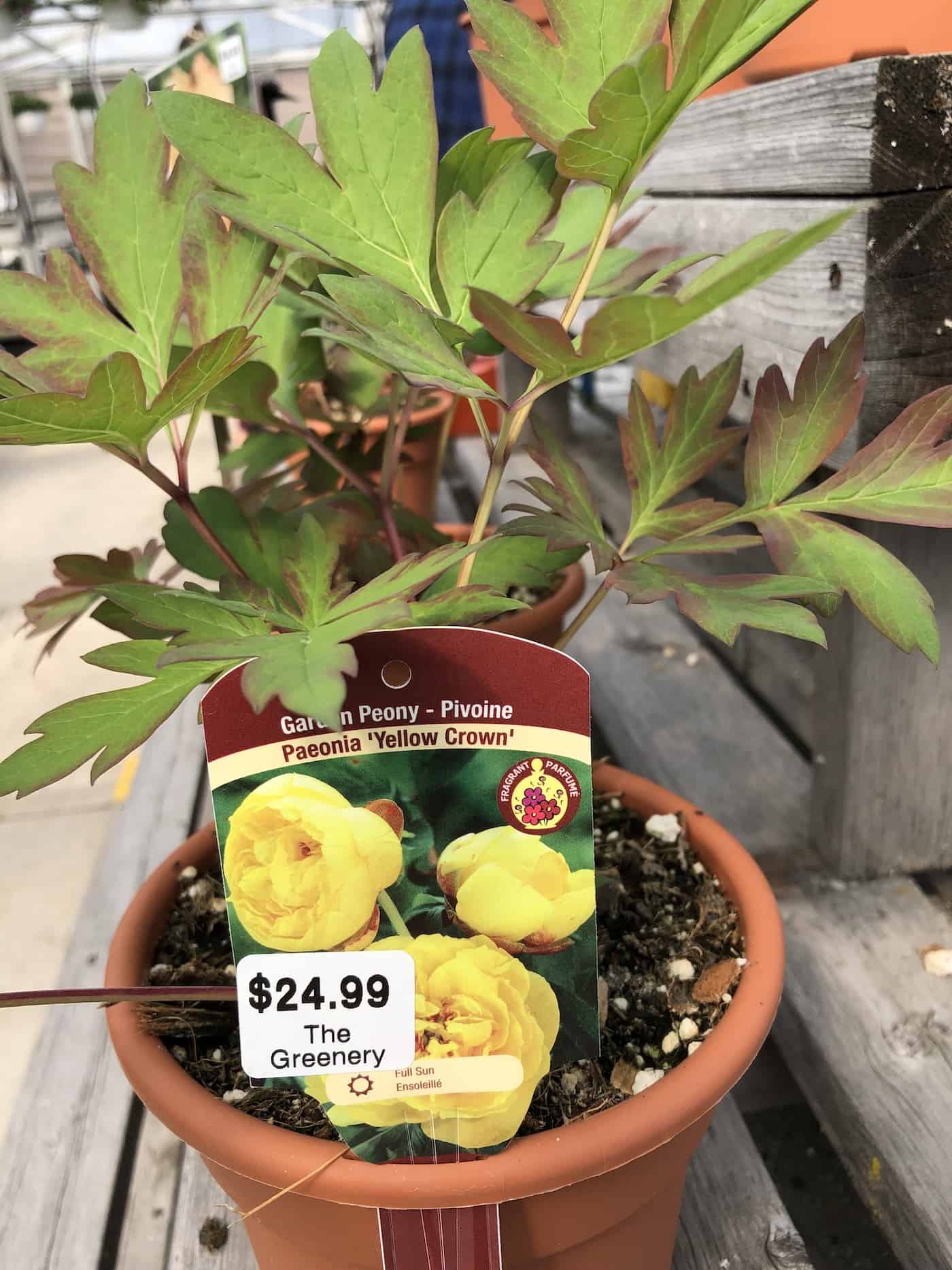 Yellow crown peony plant