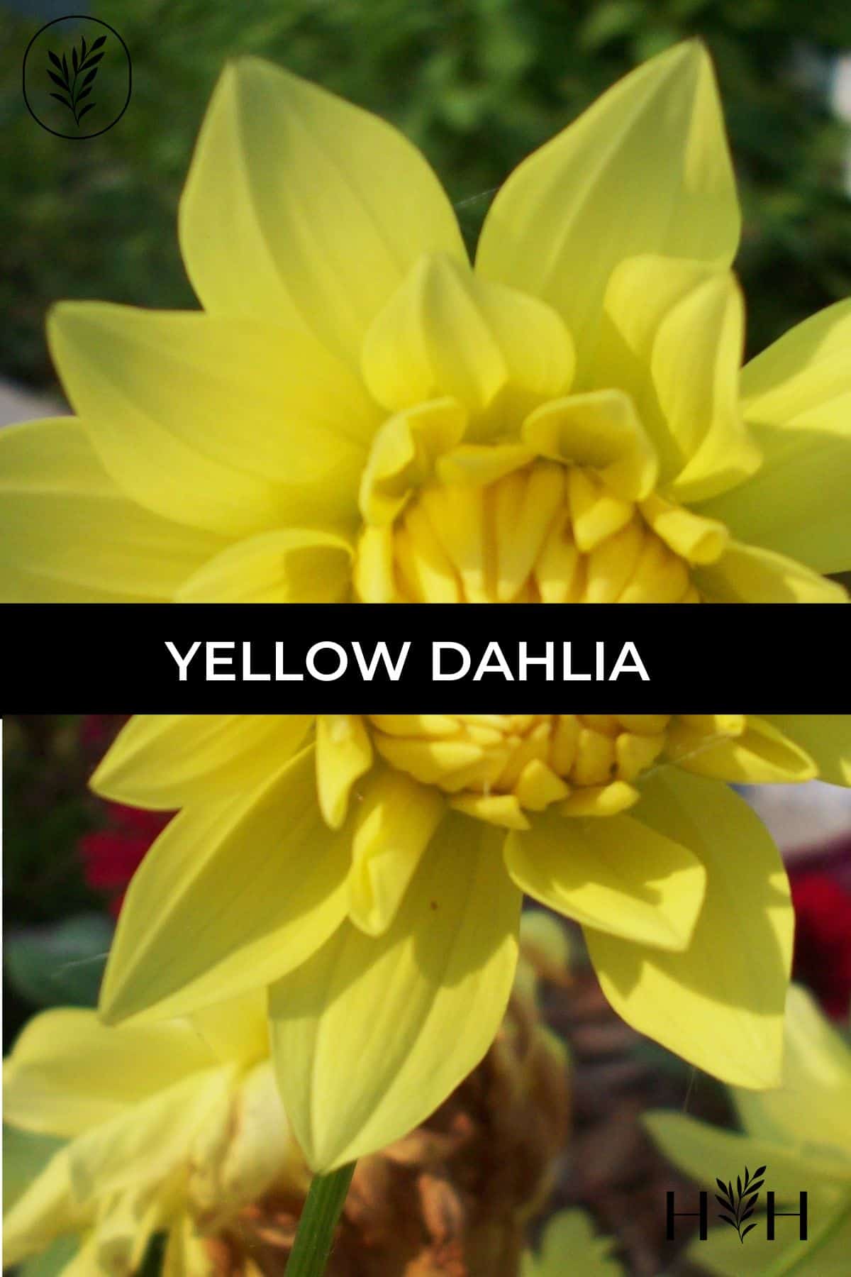 Yellow dahlia via @home4theharvest