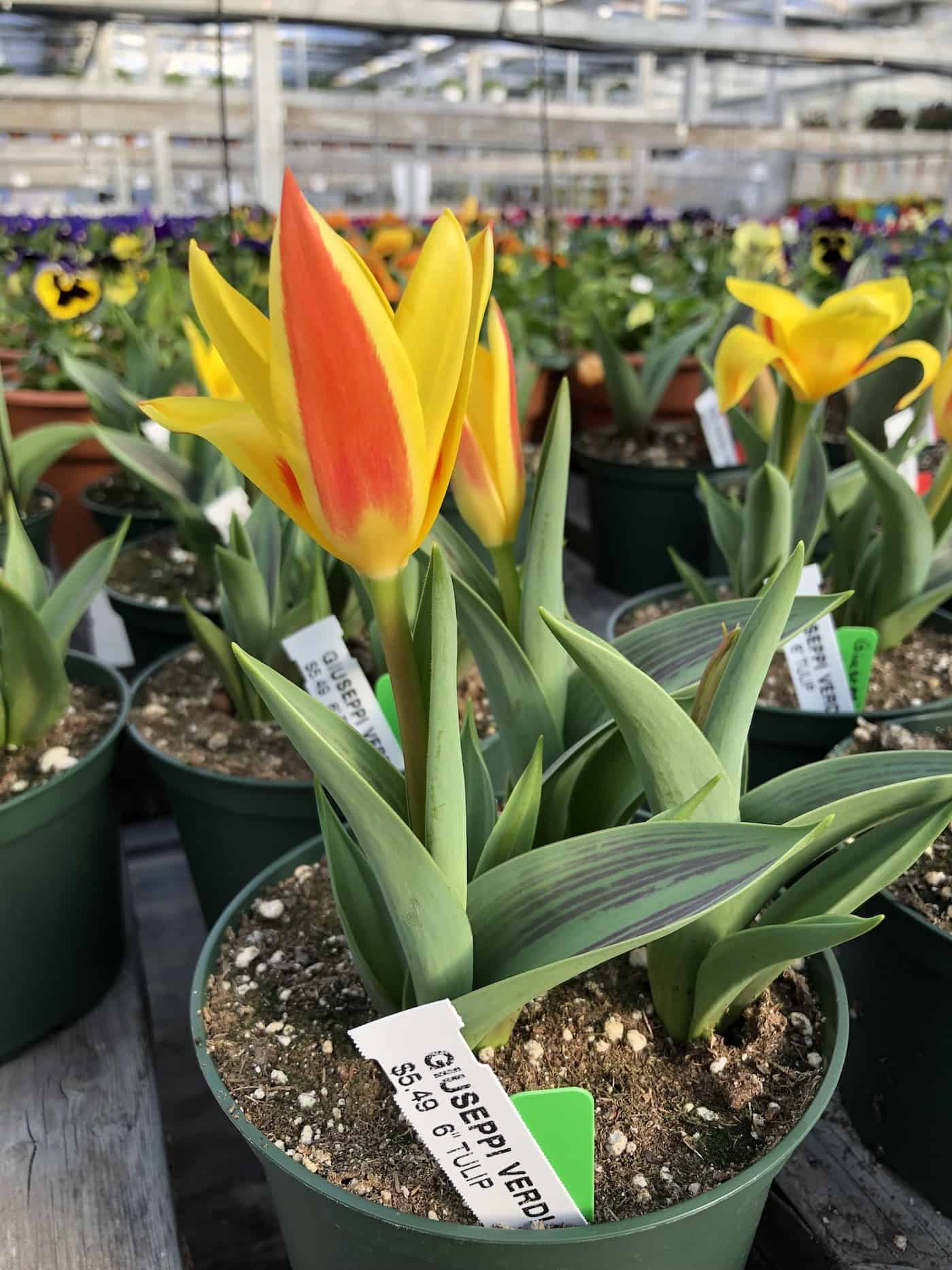 Yellow orange tulip - giuseppi verdi plants