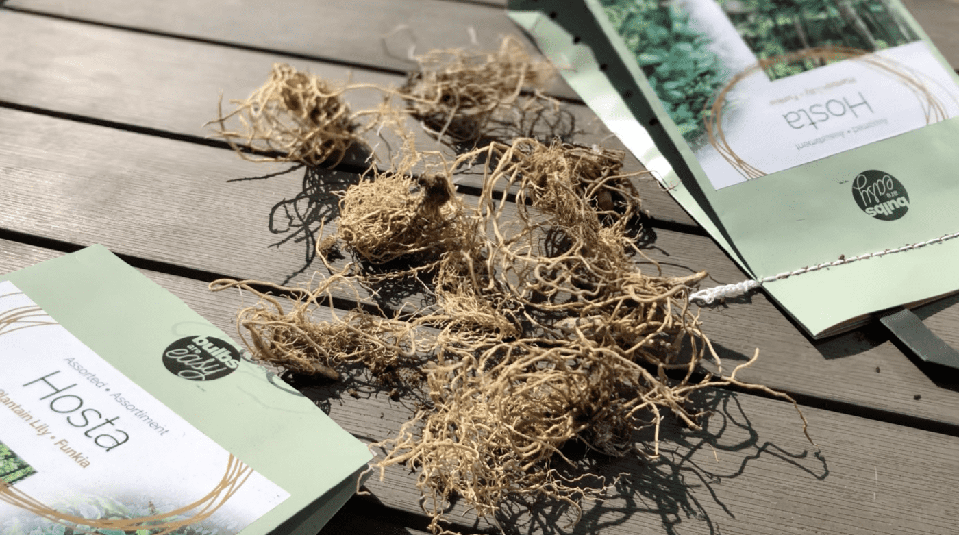 Hosta bulbs - bare root hostas