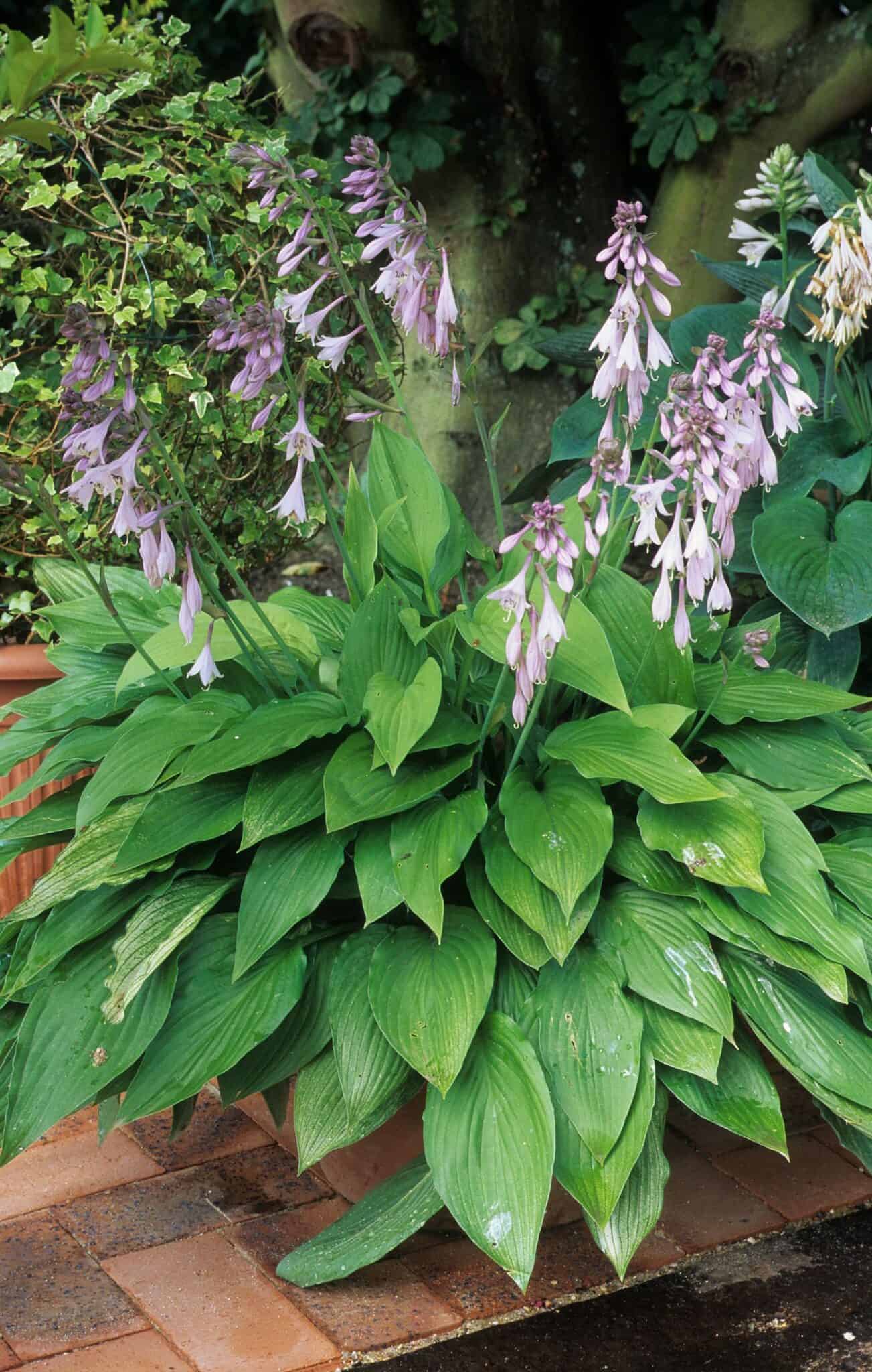 How to grow hostas in pots 🌿 🍯 Elevate your garden with containers
