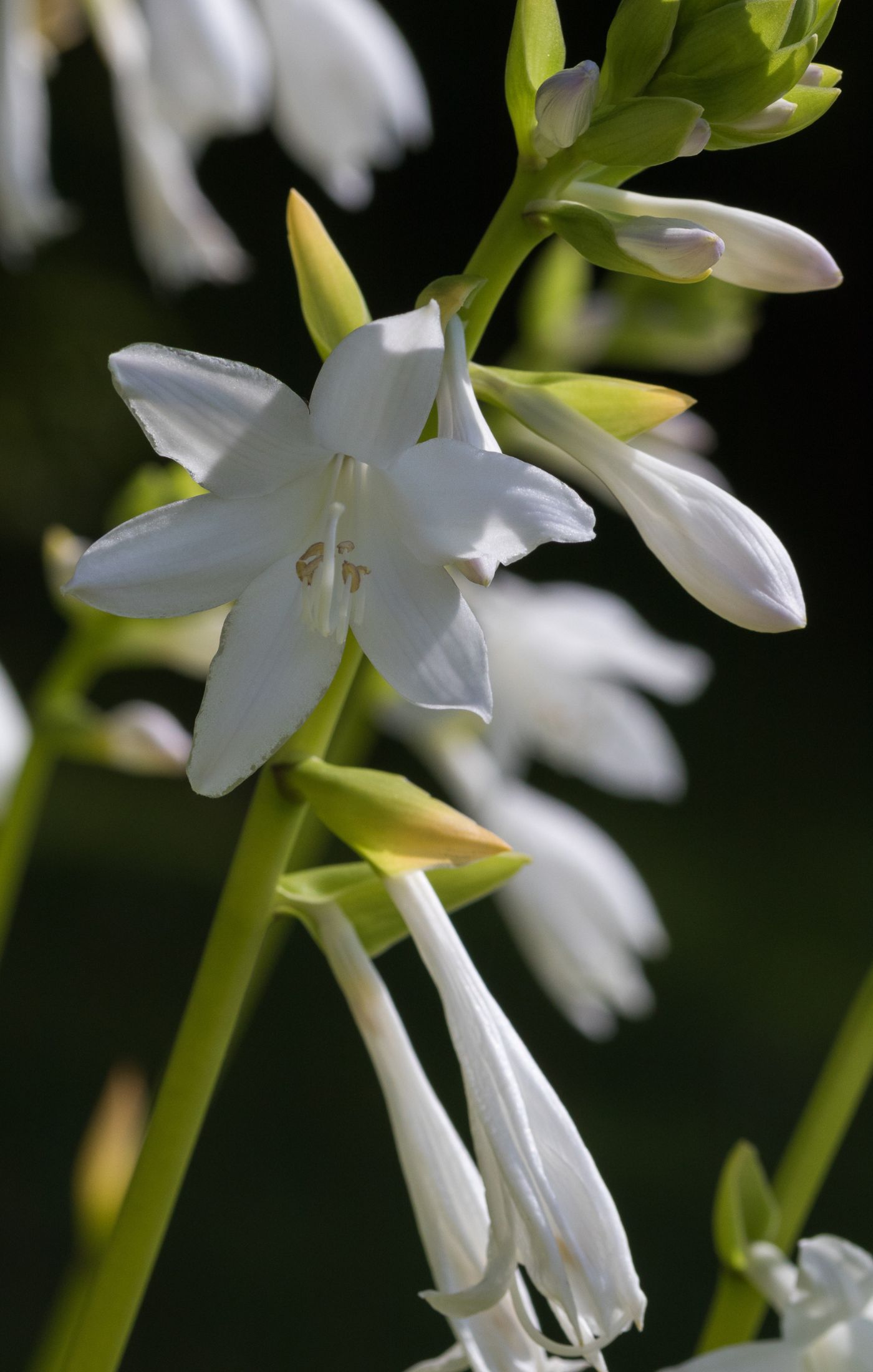 Hosta plantaginea flowers