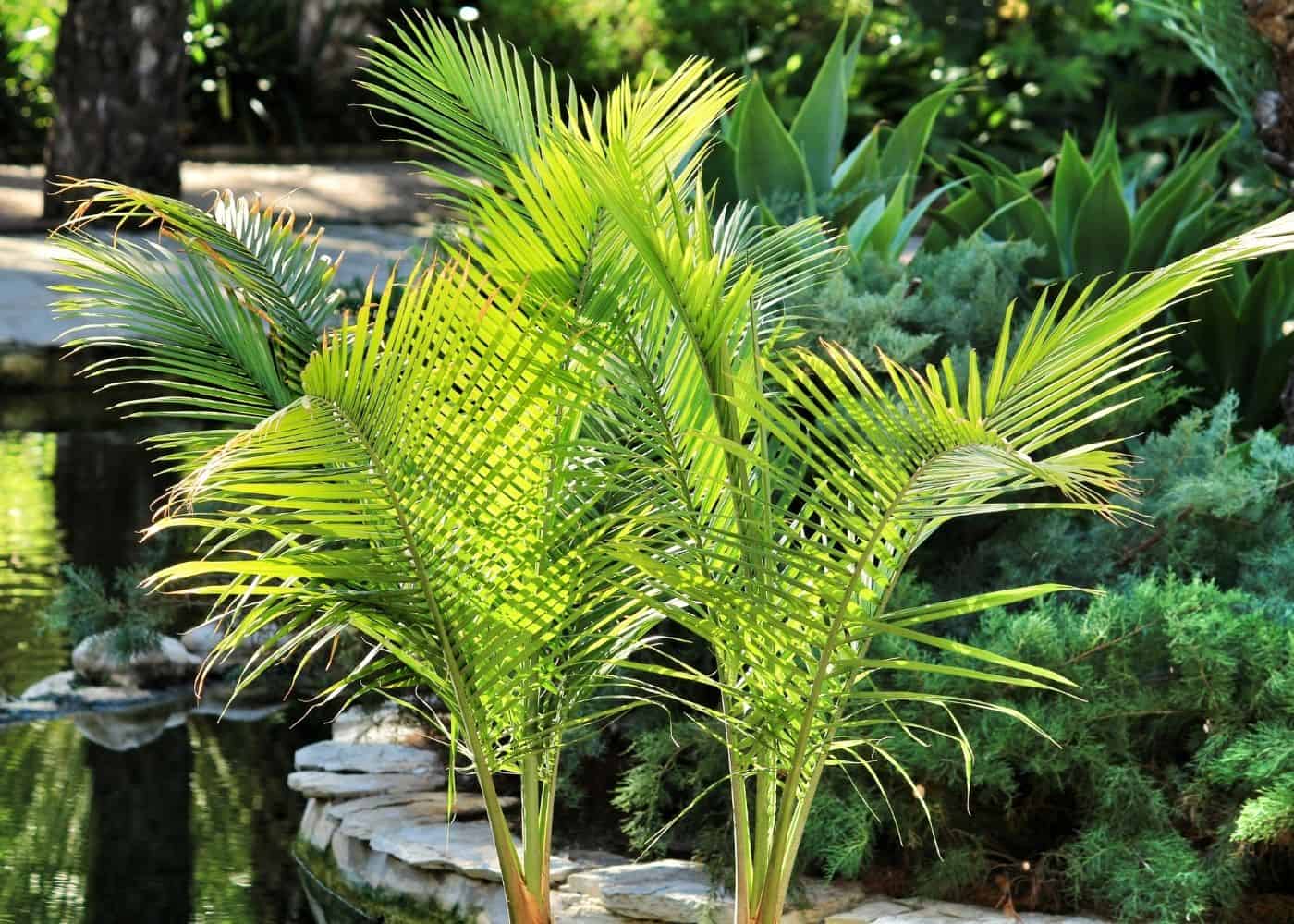 Majesty palm care guide