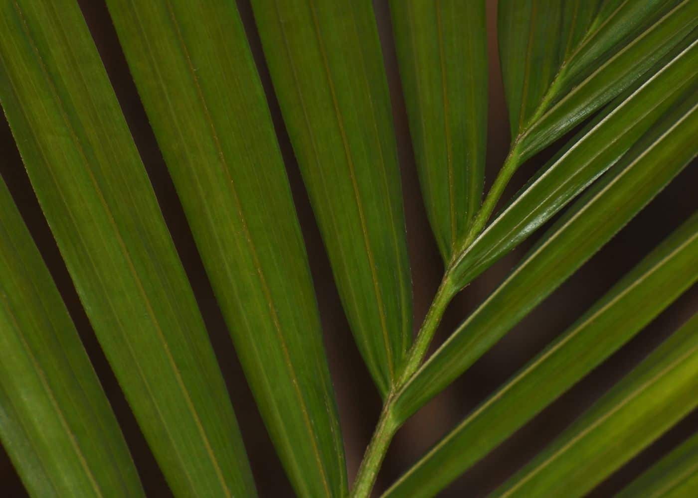 Majesty Palm Frond Close Up