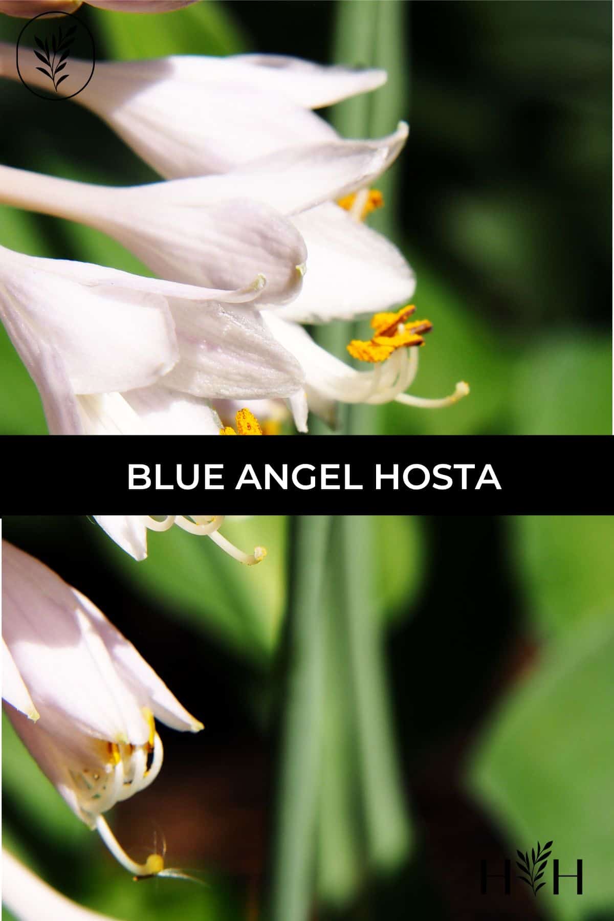 Blue angel hosta via @home4theharvest