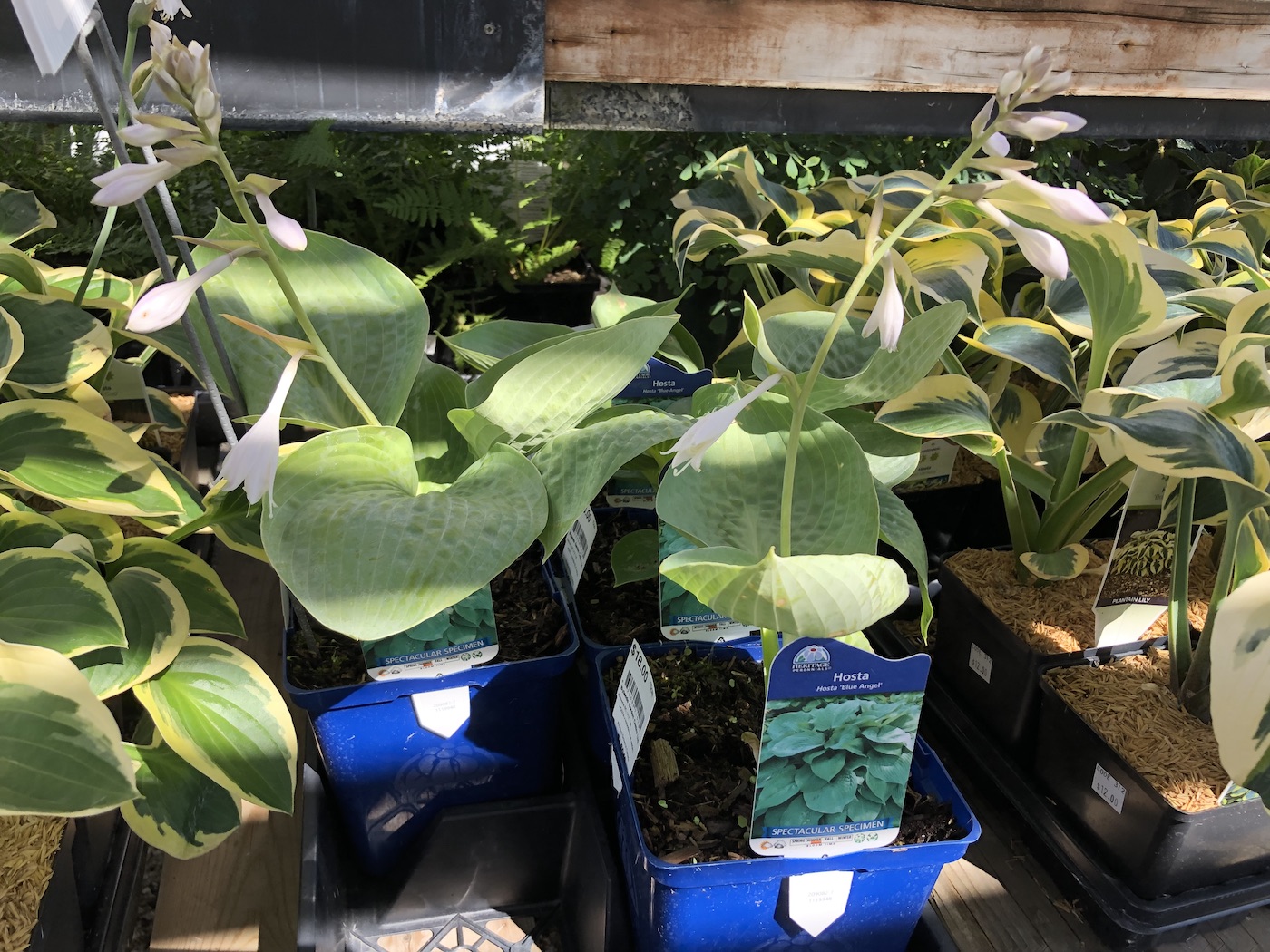 blue angel hosta plants for sale