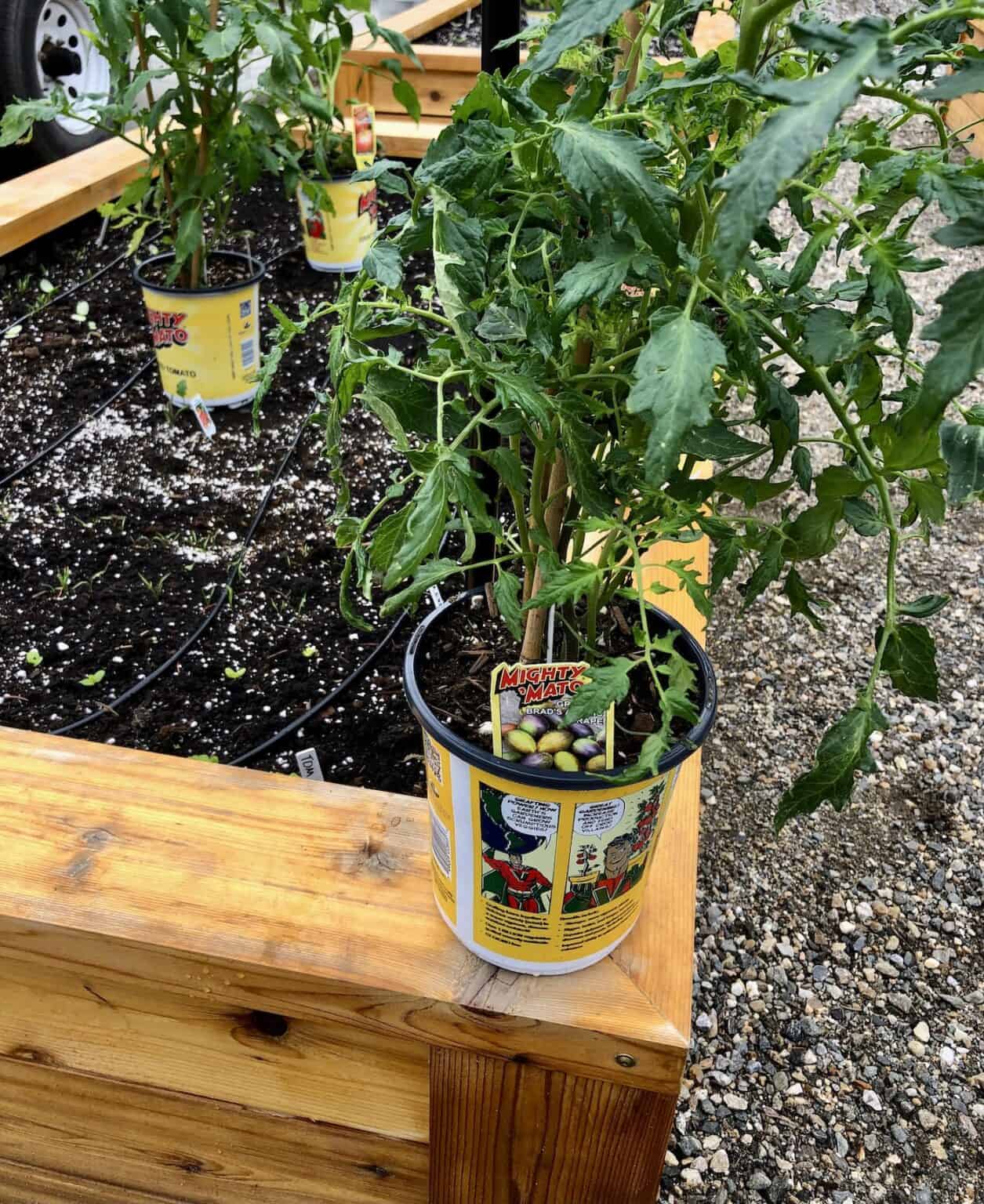 Grafted tomato plants 🍅 🌱 Doubling up on vigor and disease resistance