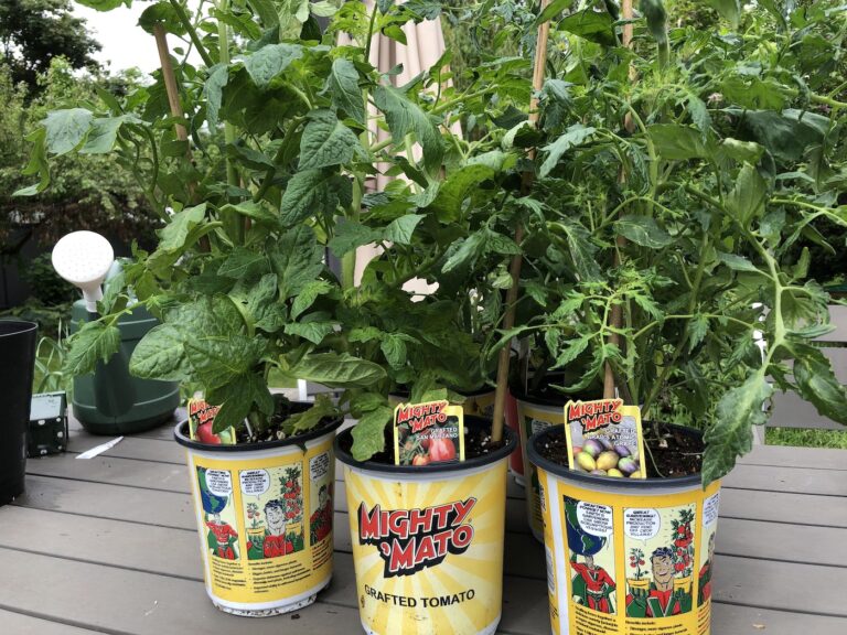 Grafted tomato plants - mighty mato