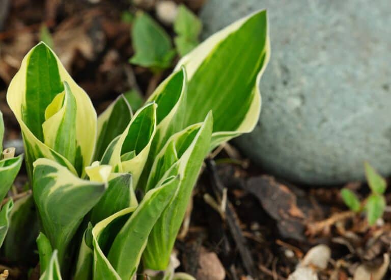 Hosta sprouting in spring