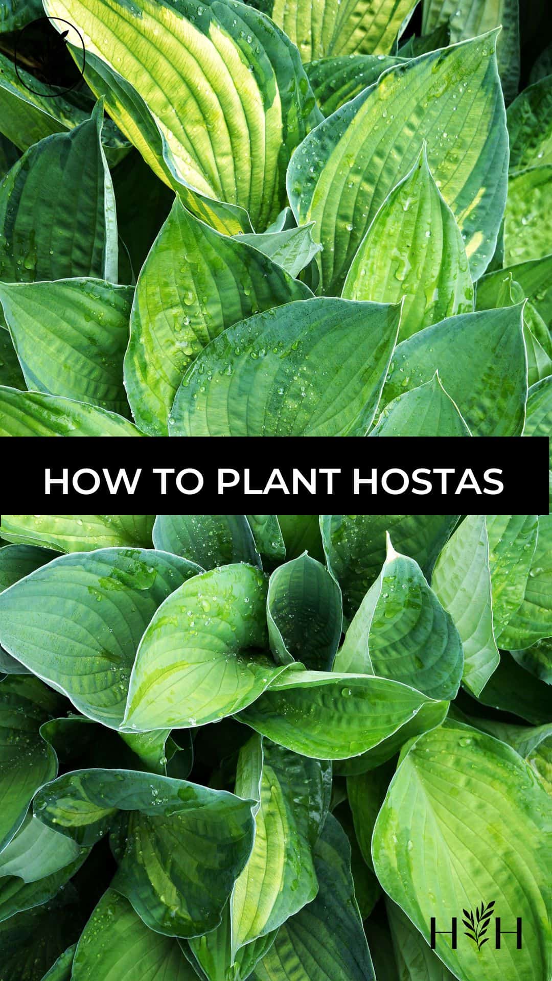 How to plant hostas via @home4theharvest