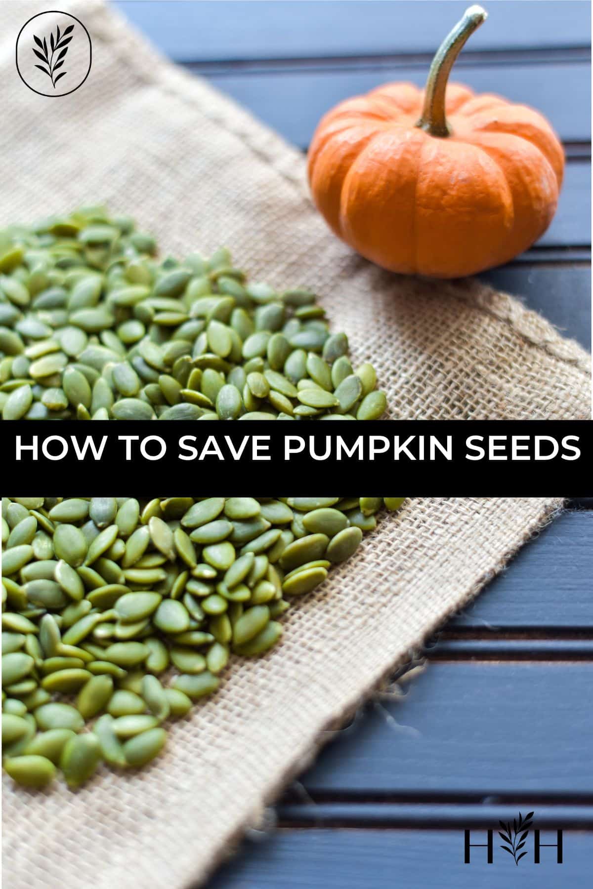 How to save pumpkin seeds via @home4theharvest
