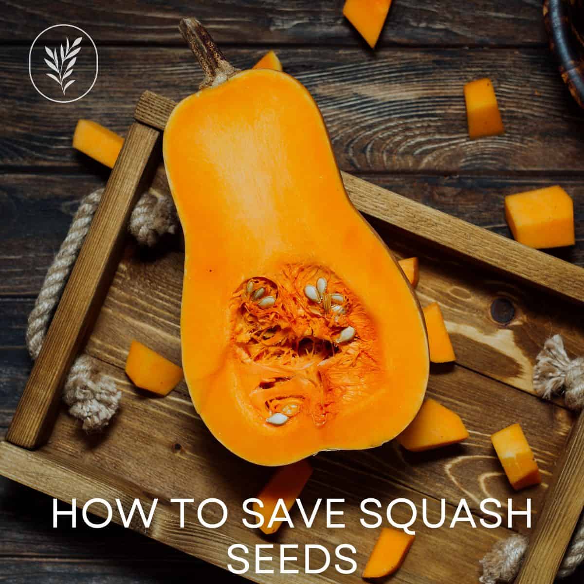 How to save squash seeds via @home4theharvest