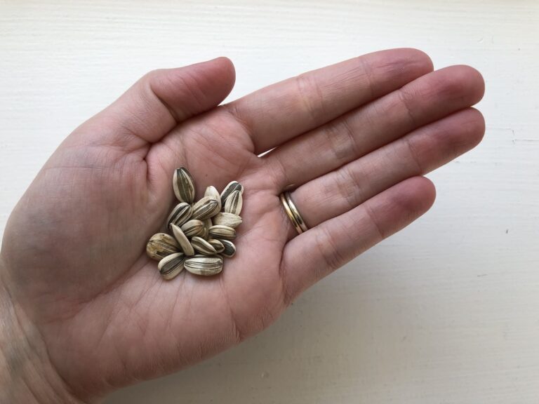 How to save sunflower seeds