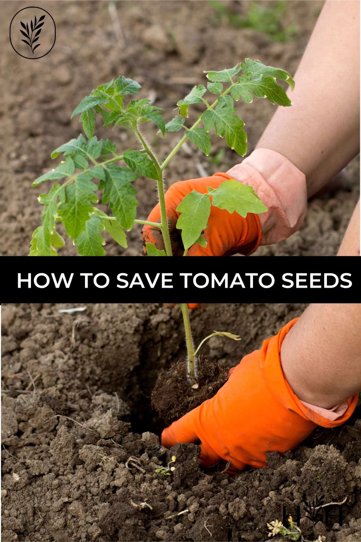 How to save tomato seeds via @home4theharvest