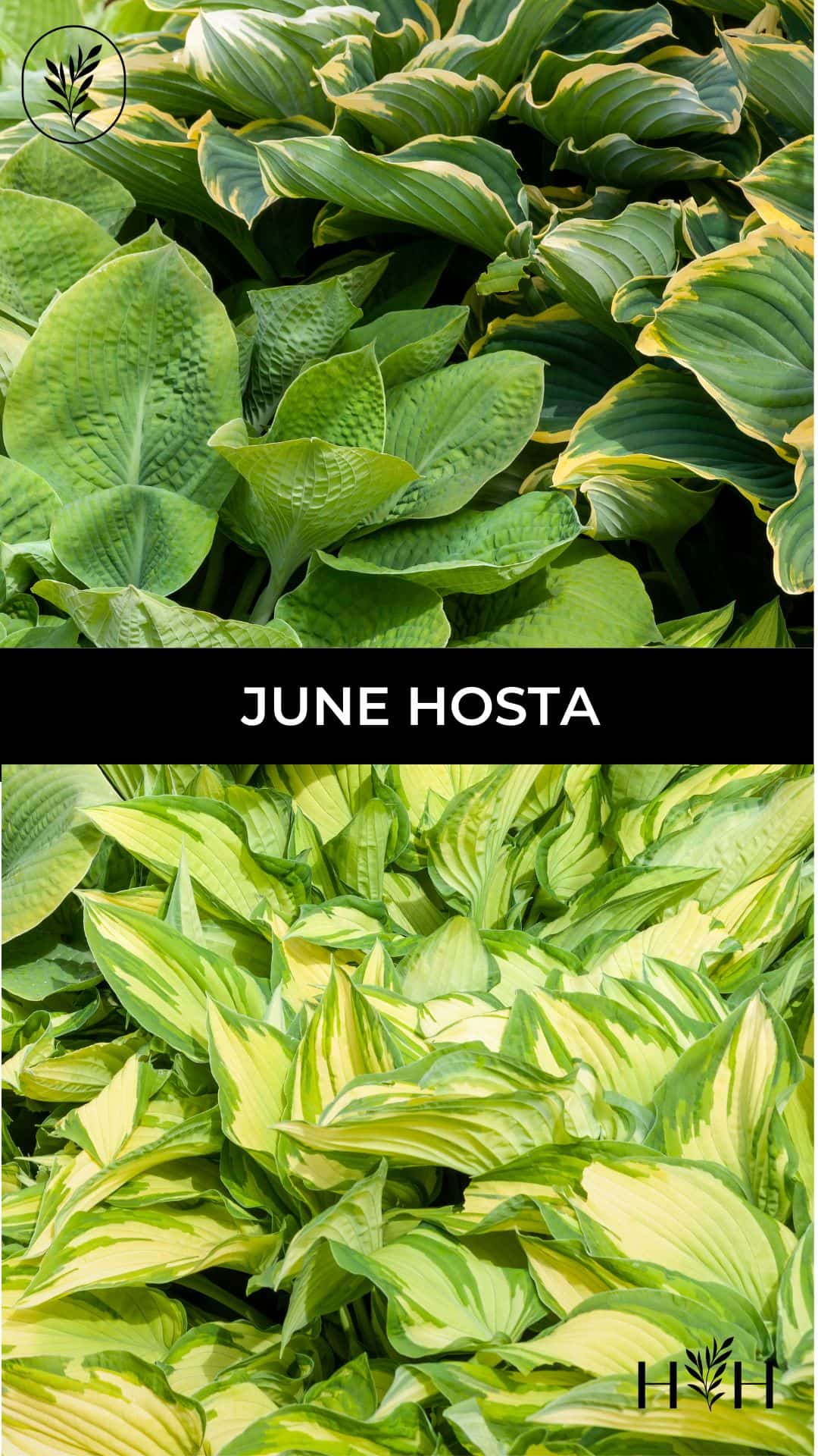 June hosta via @home4theharvest