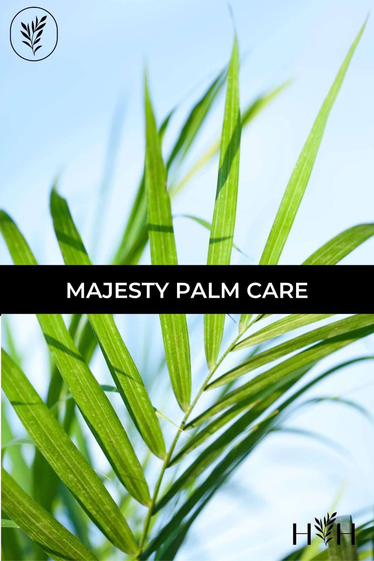 Majesty palm care via @home4theharvest
