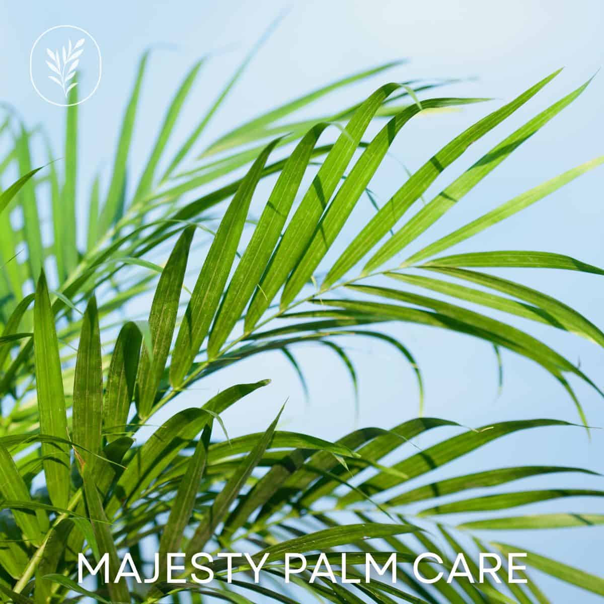 Majesty palm care via @home4theharvest