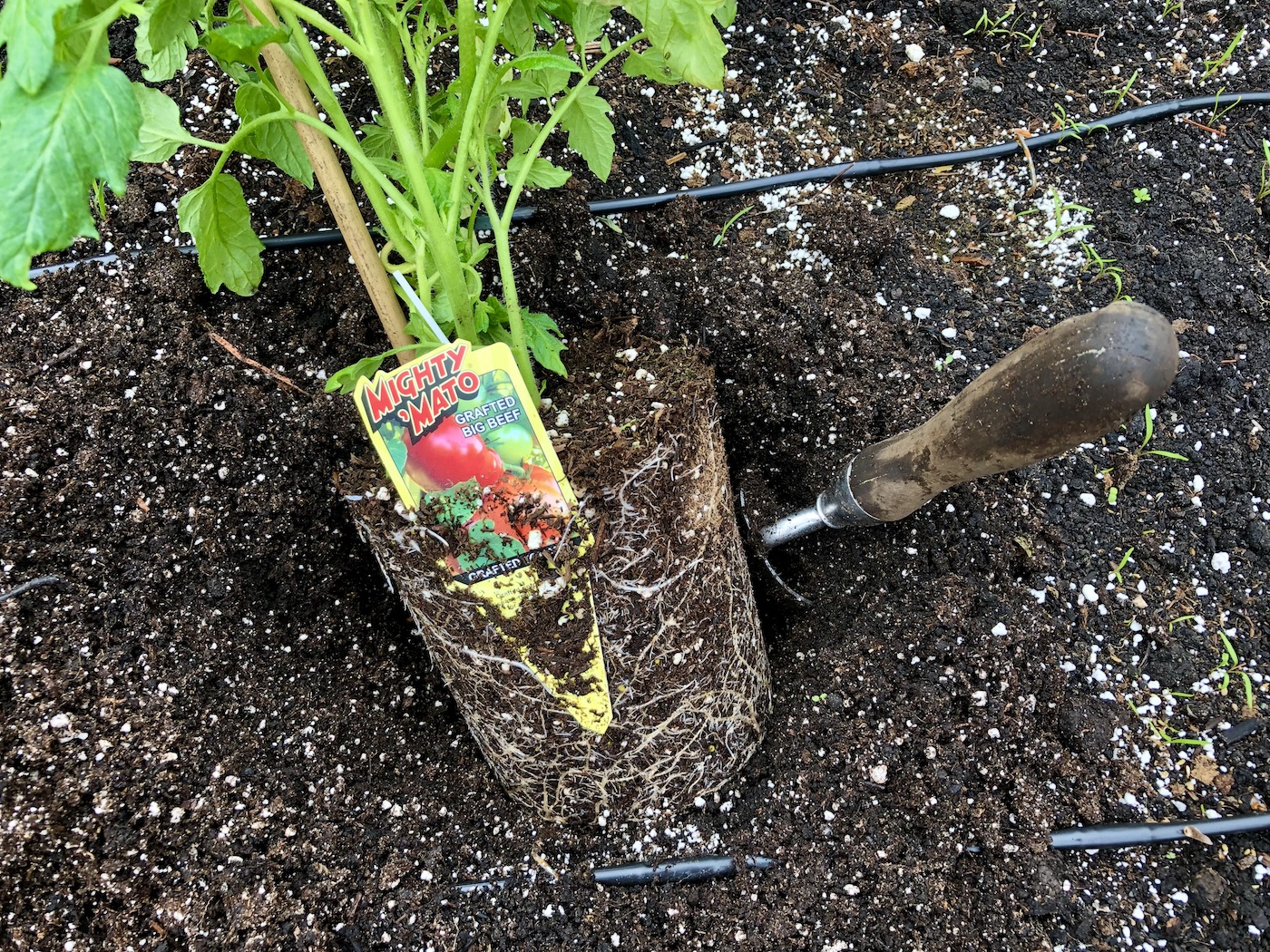 φυτεύοντας μια εμβολιασμένη ντομάτα στον κήπο