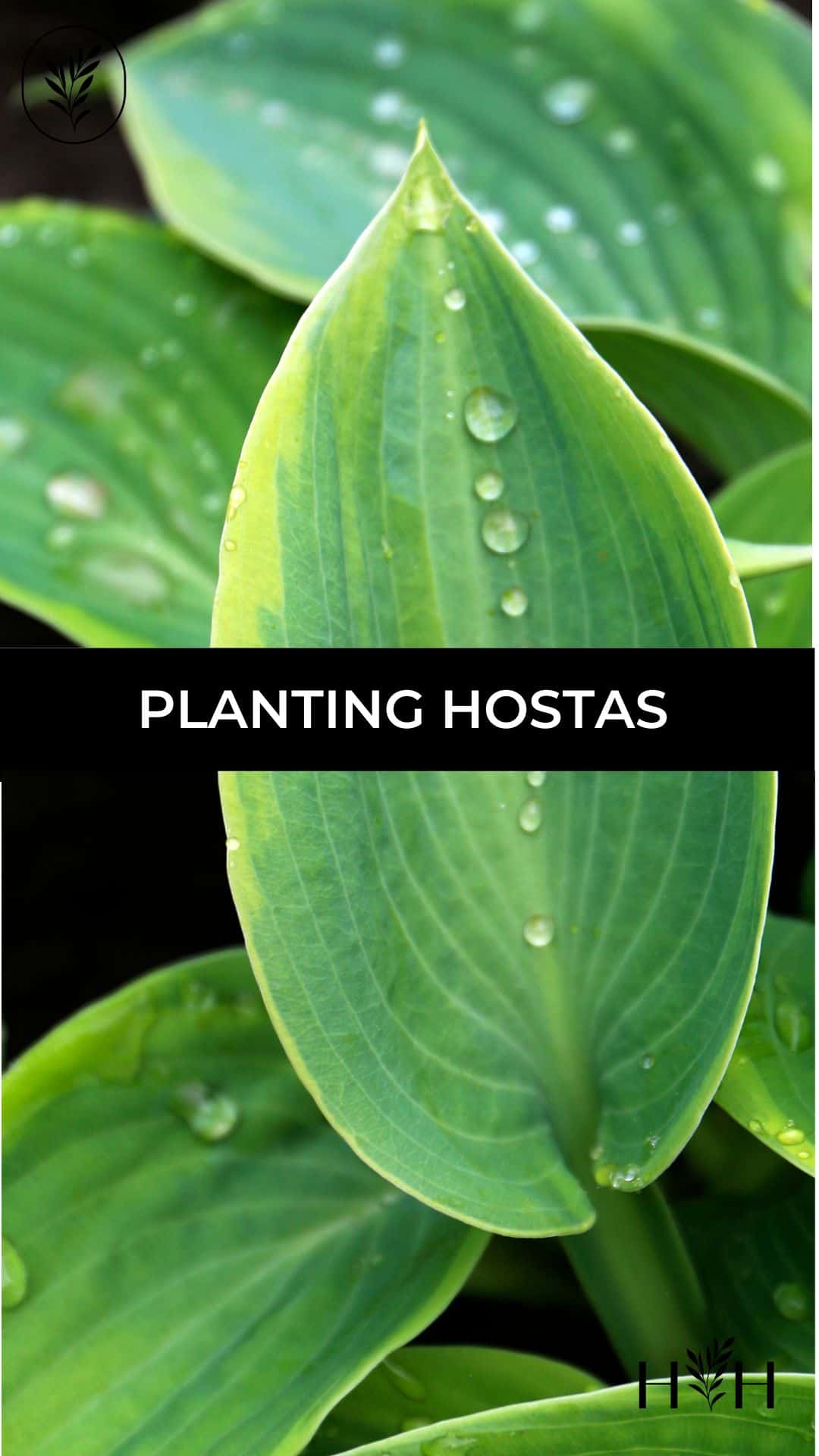 Planting hostas via @home4theharvest