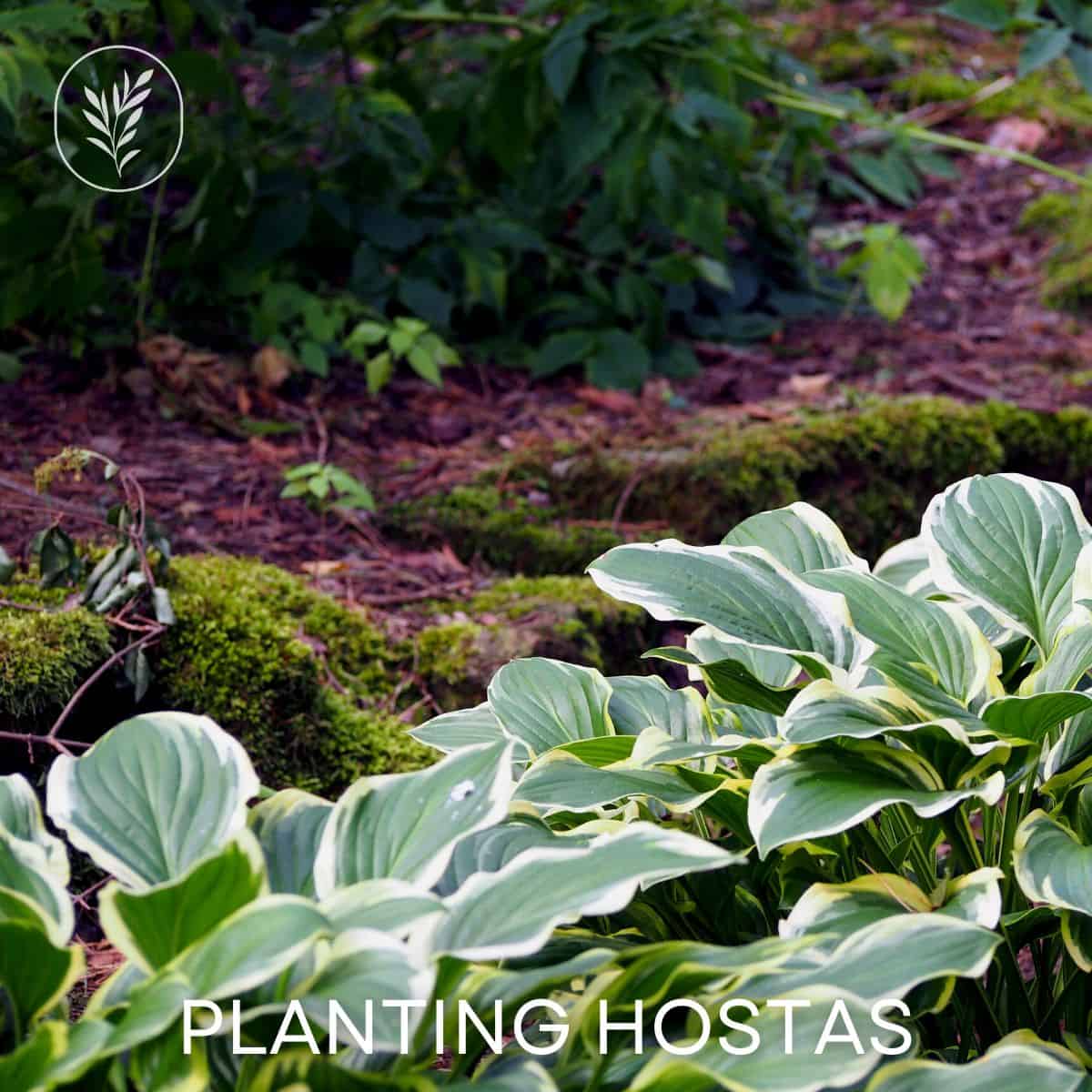 Planting hostas via @home4theharvest