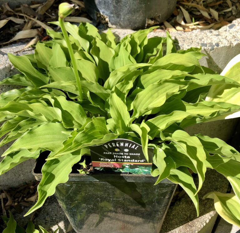 royal standard hosta plant