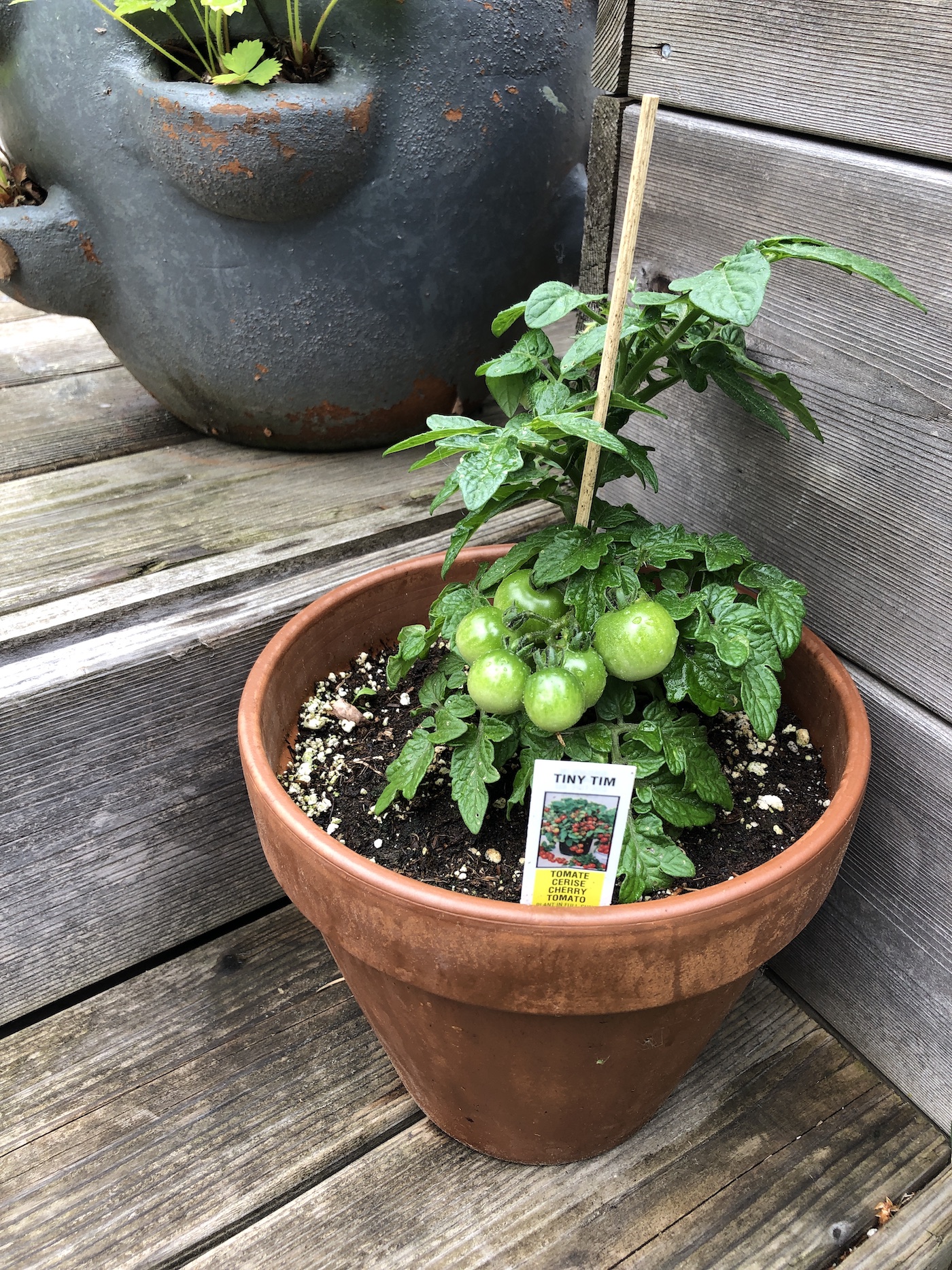 μικροσκοπικό φυτό ντομάτας tim στο κατάστρωμα