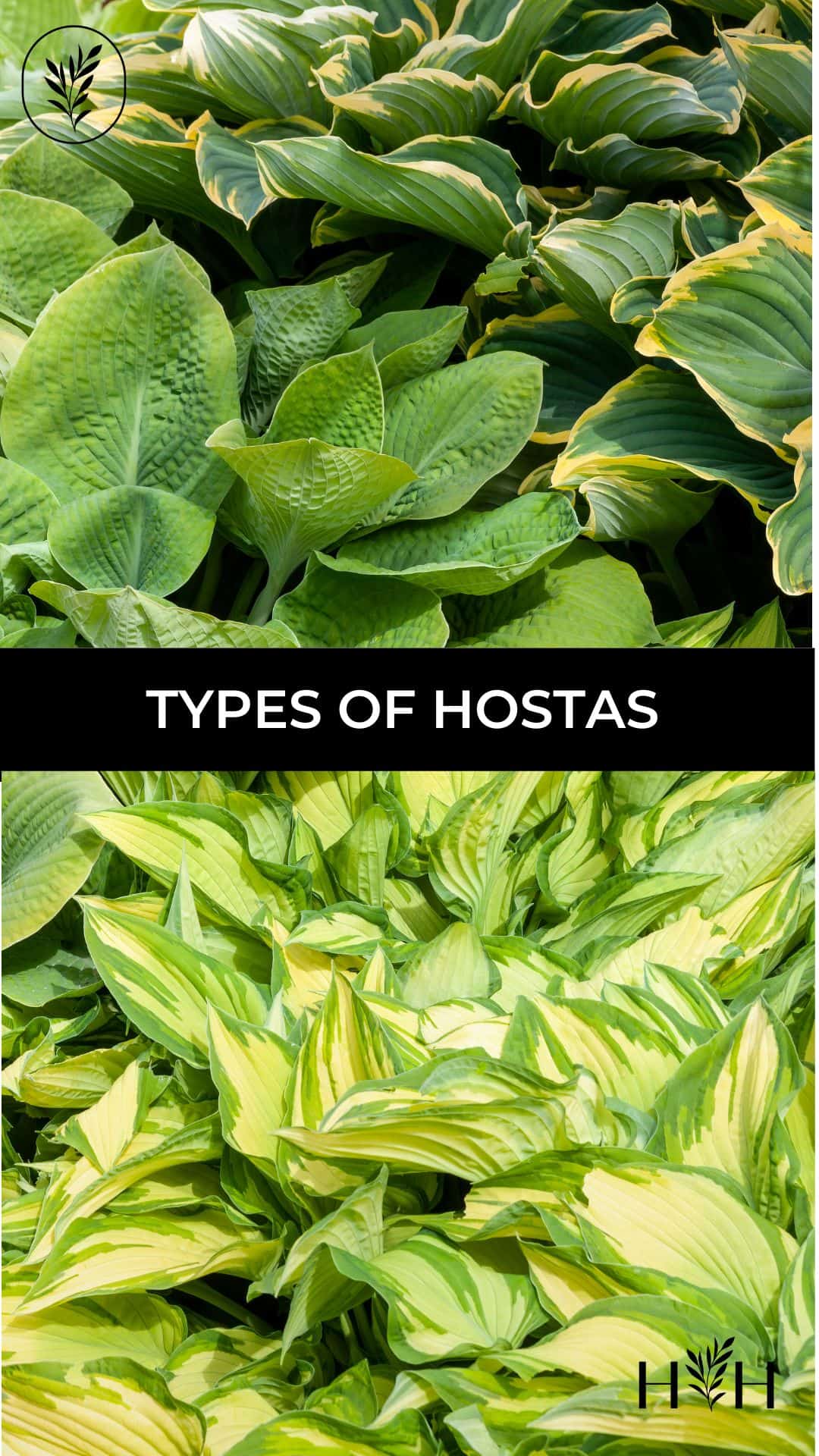 Types of hostas via @home4theharvest